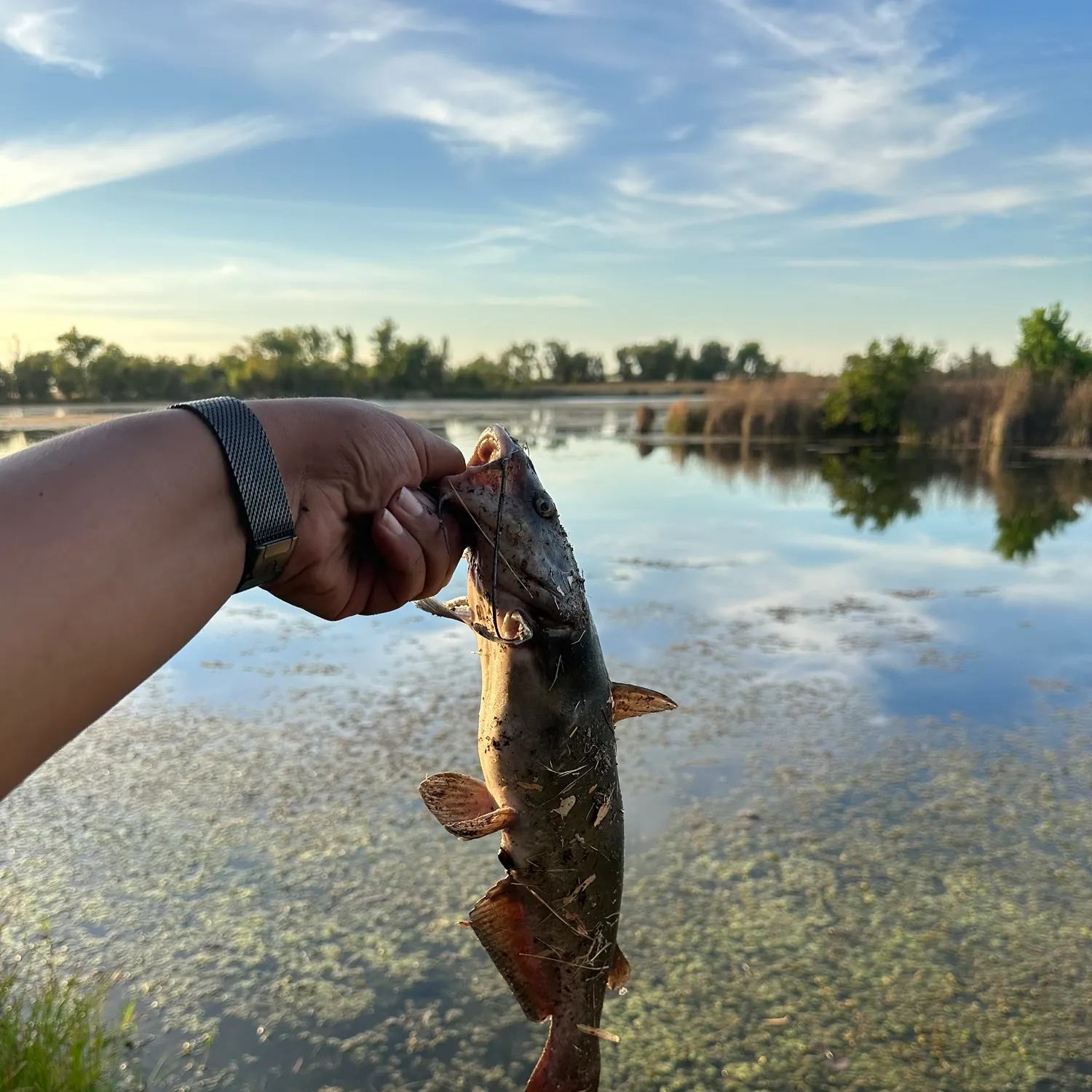 catch