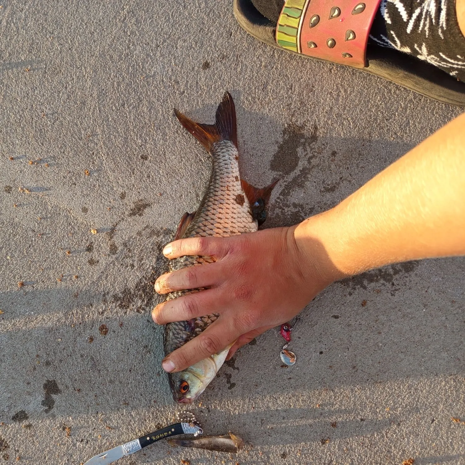 Common roach caught on Fishbrain