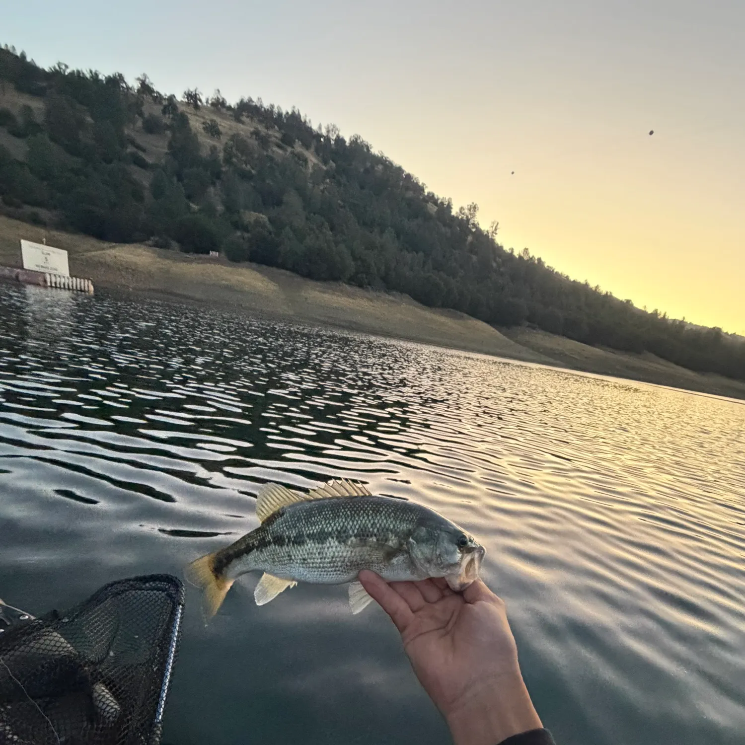 Spotted bass caught on Fishbrain