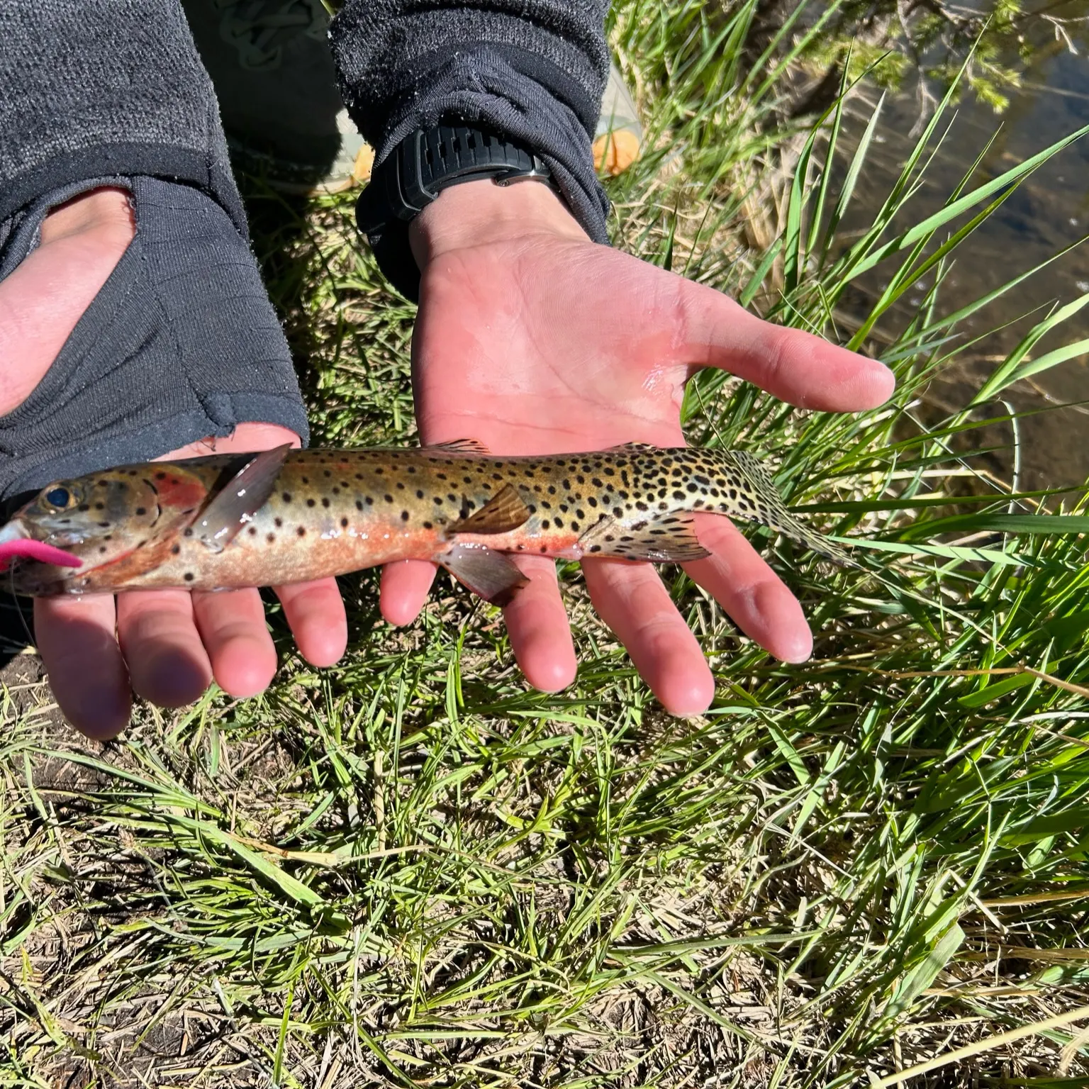The most recent Rocky Mountain cutthroat trout catches on Fishbrain
