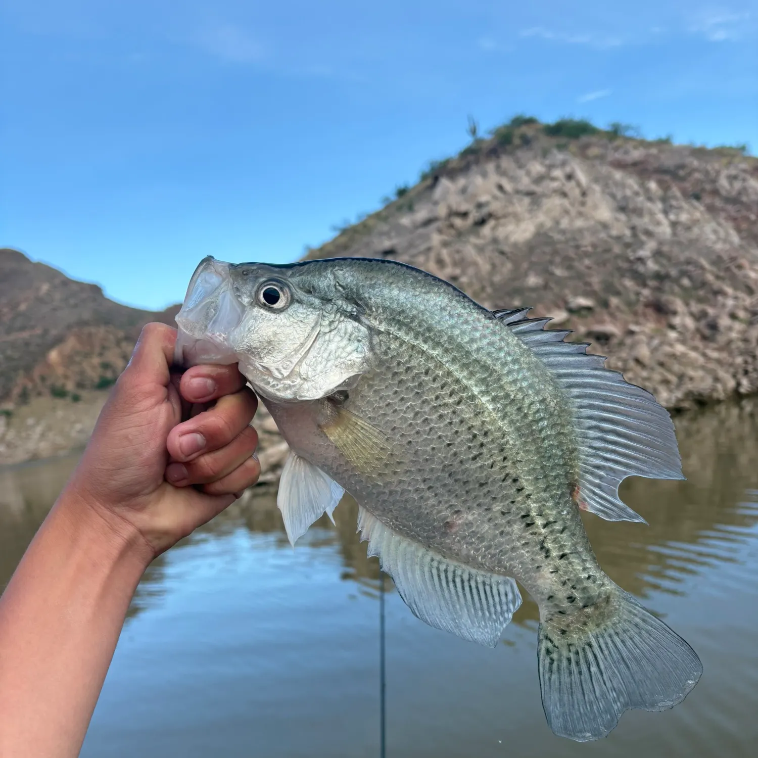 The most recent Magnolia crappie catches on Fishbrain