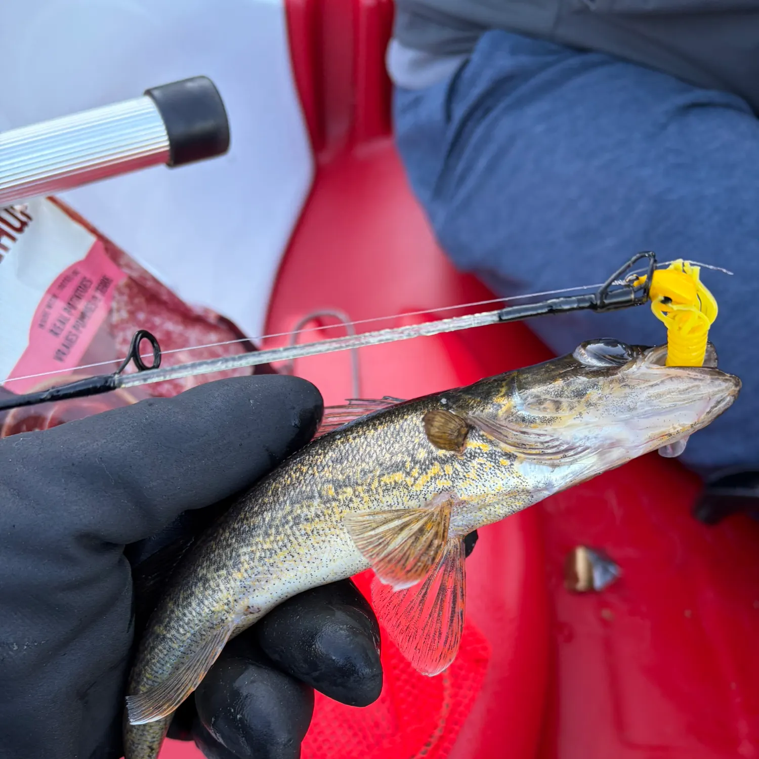 Sauger caught on Fishbrain