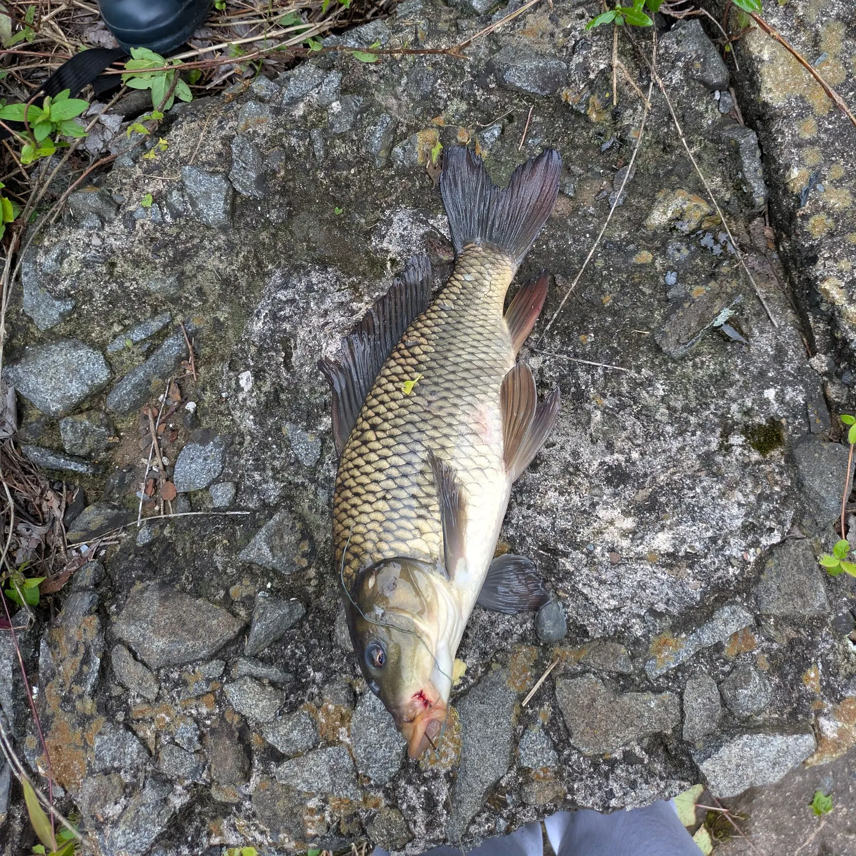 Common carp caught on Fishbrain