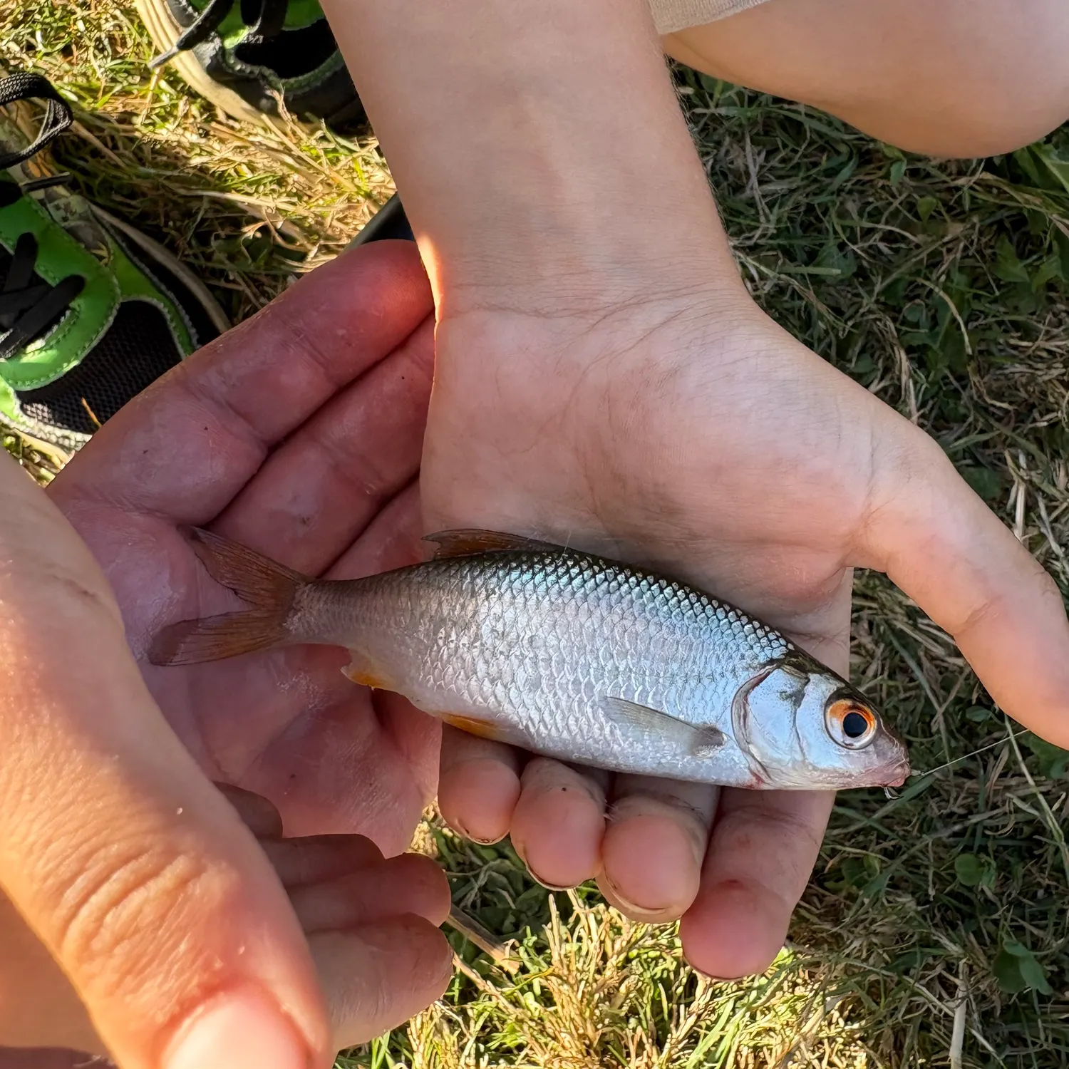 Common roach caught on Fishbrain