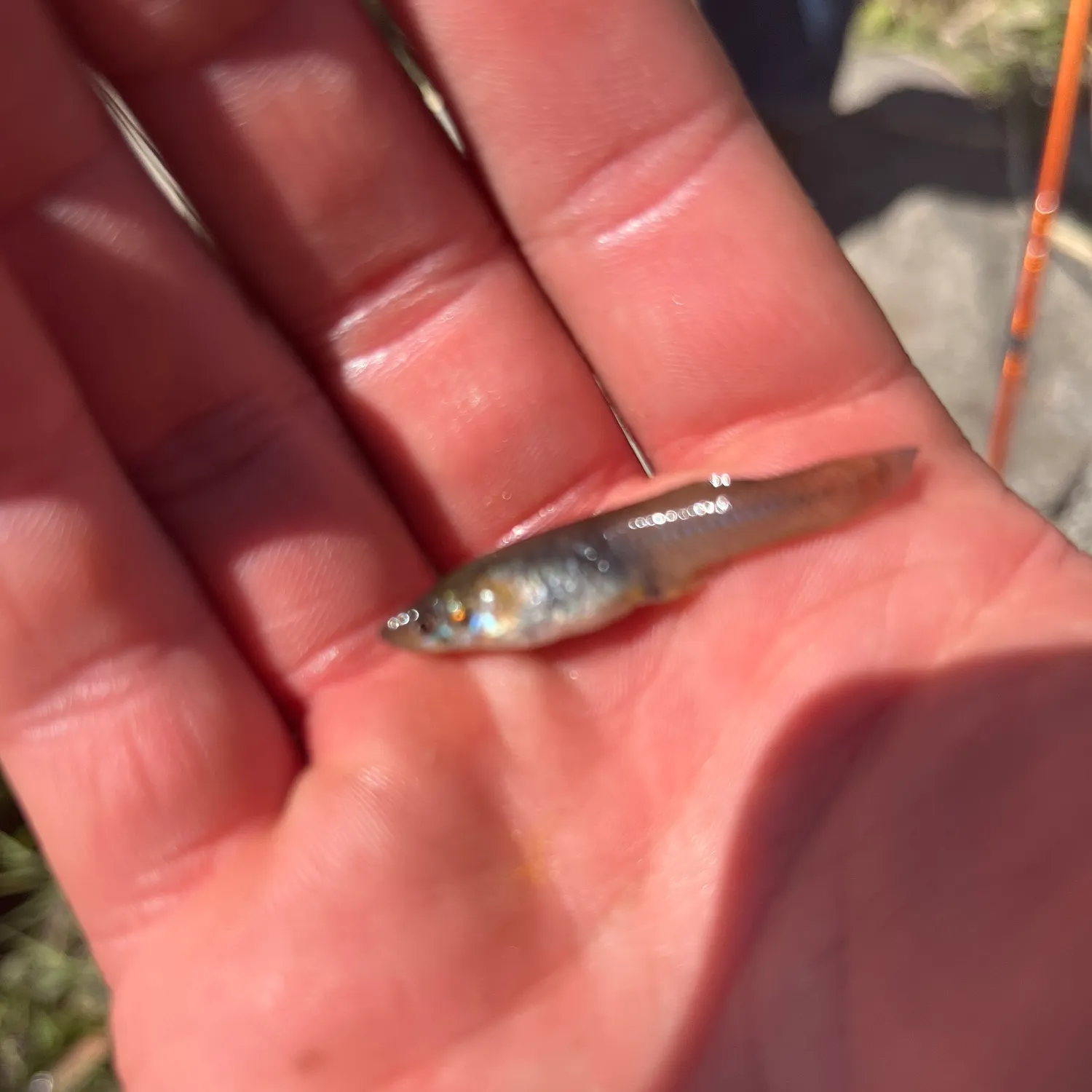 The most recent Western mosquitofish catches on Fishbrain