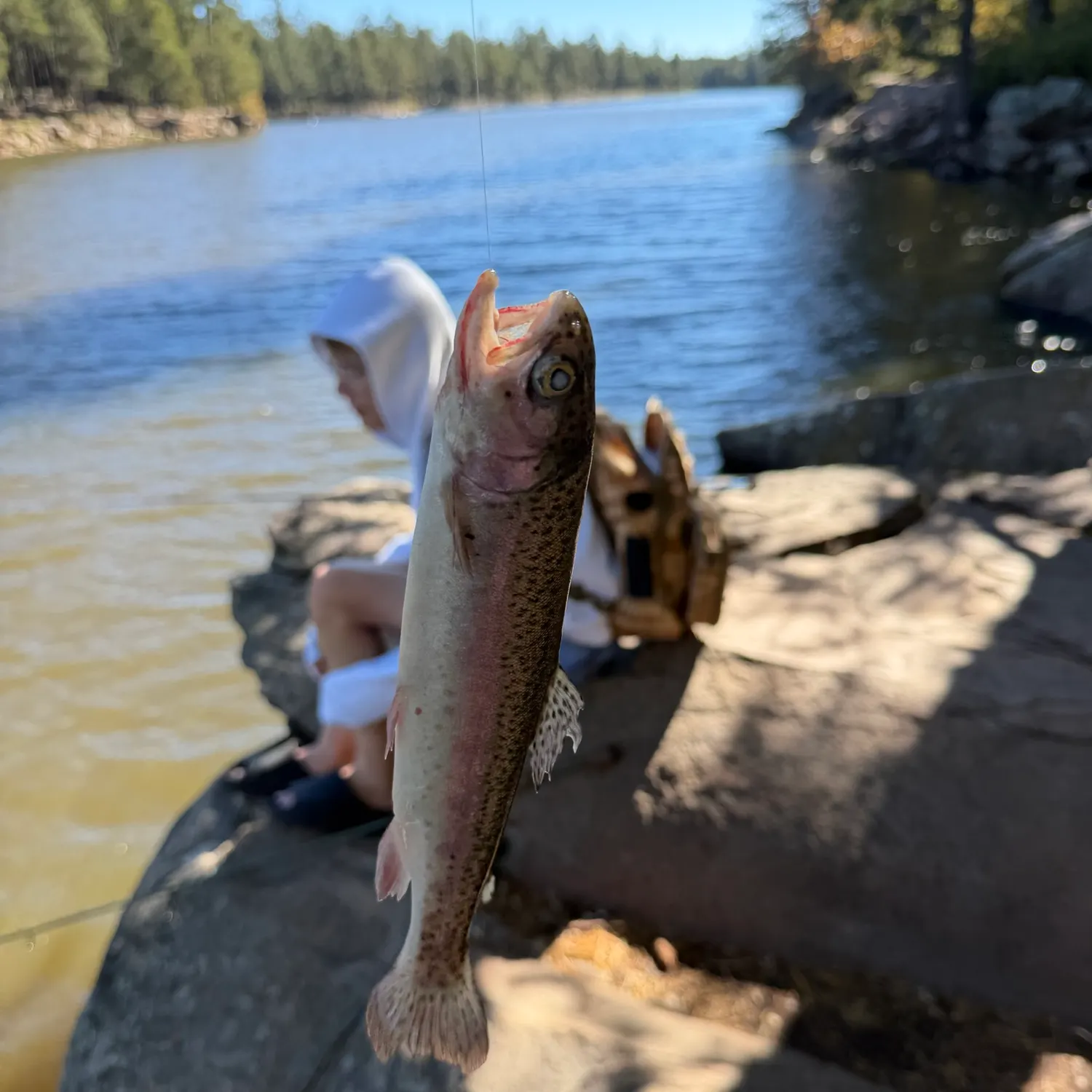 Rainbow trout caught on Fishbrain