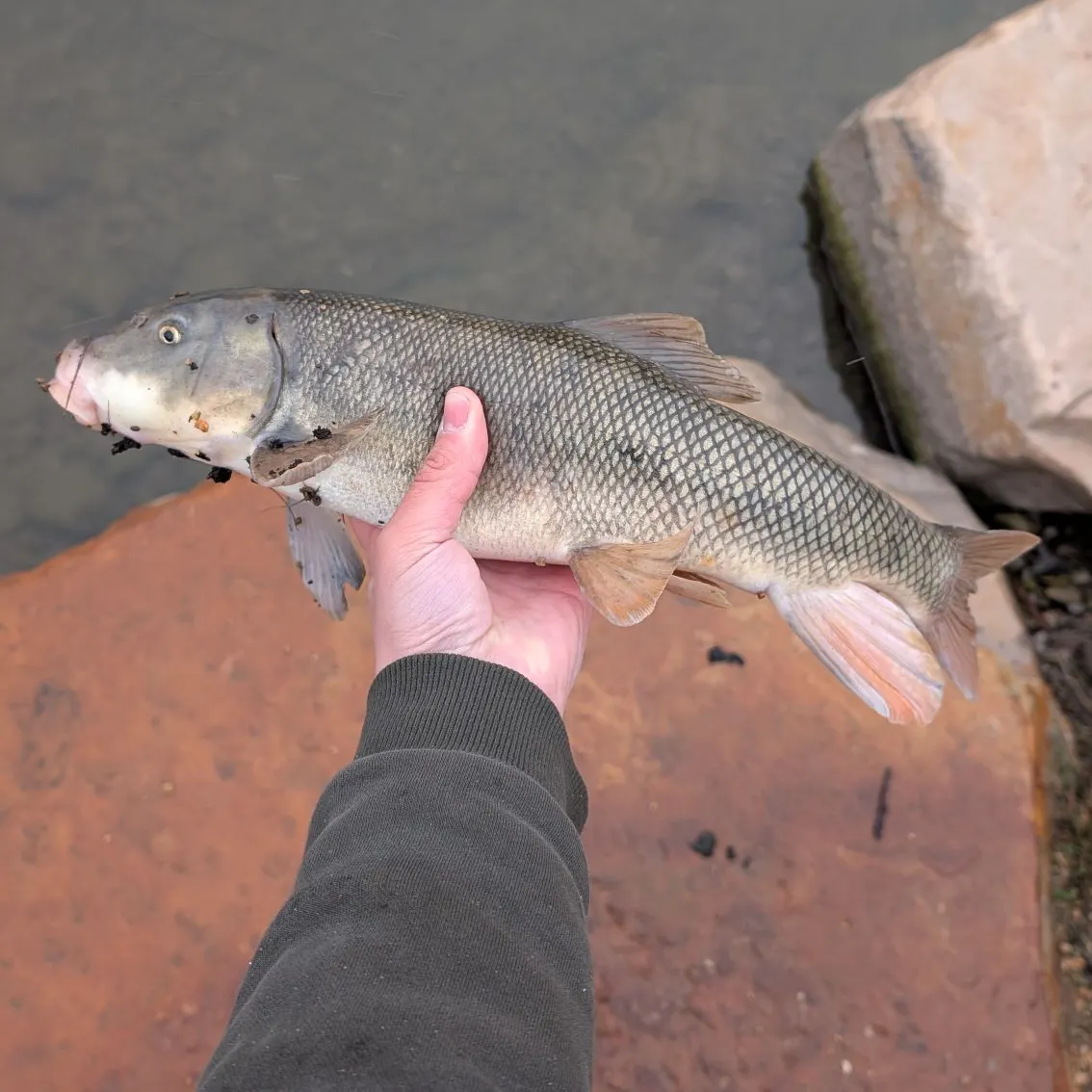 The most recent June sucker catches on Fishbrain