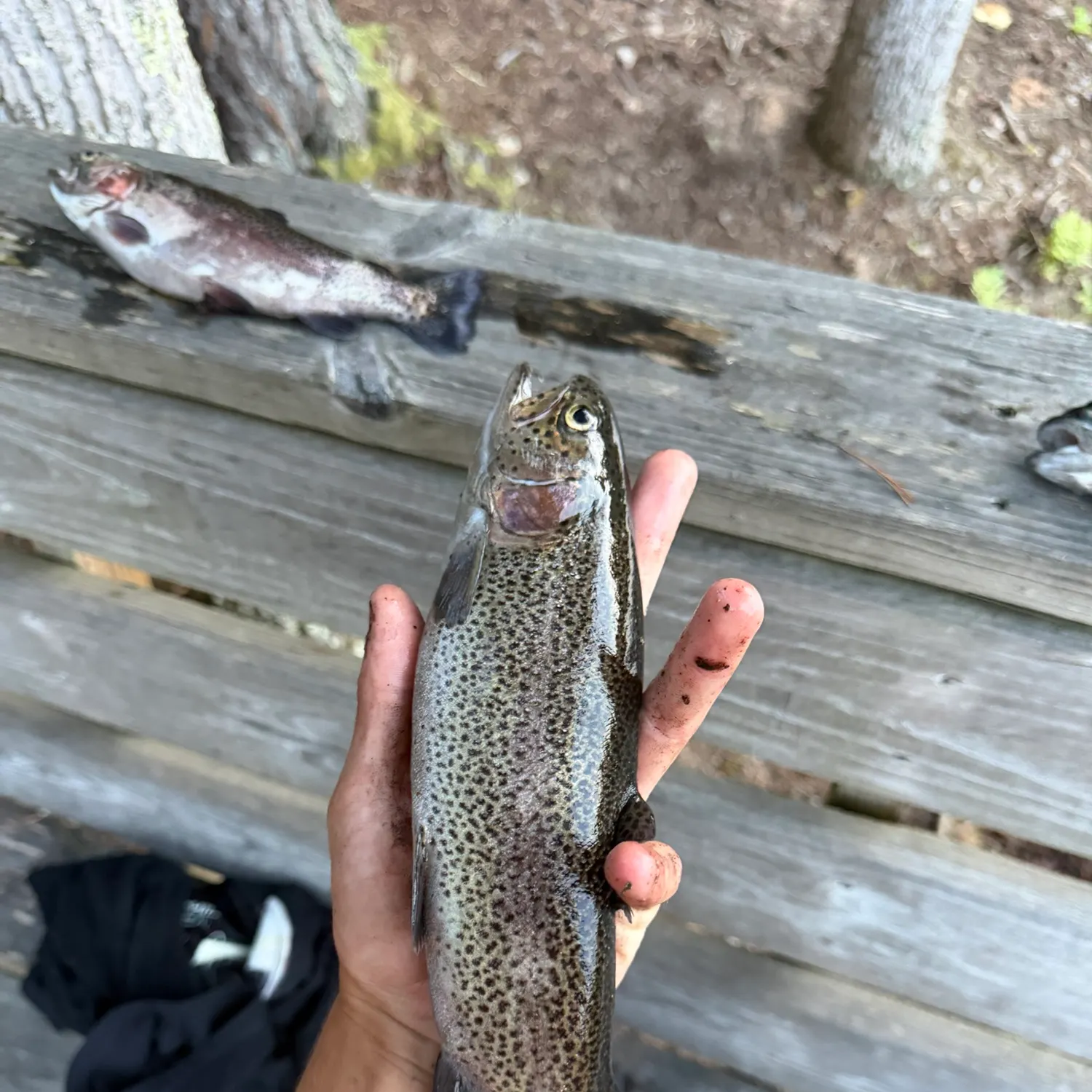 Rainbow trout caught on Fishbrain