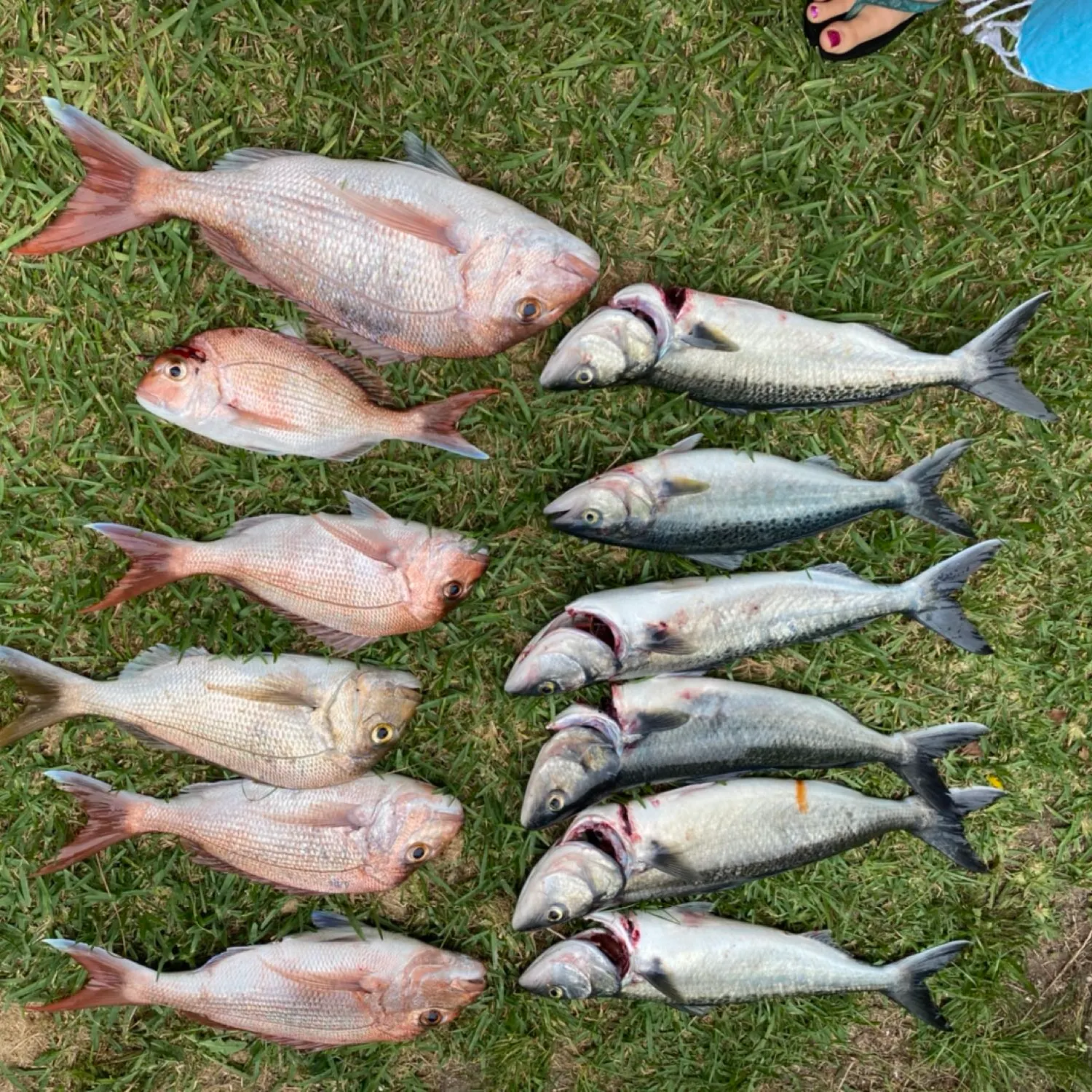 recently logged catches