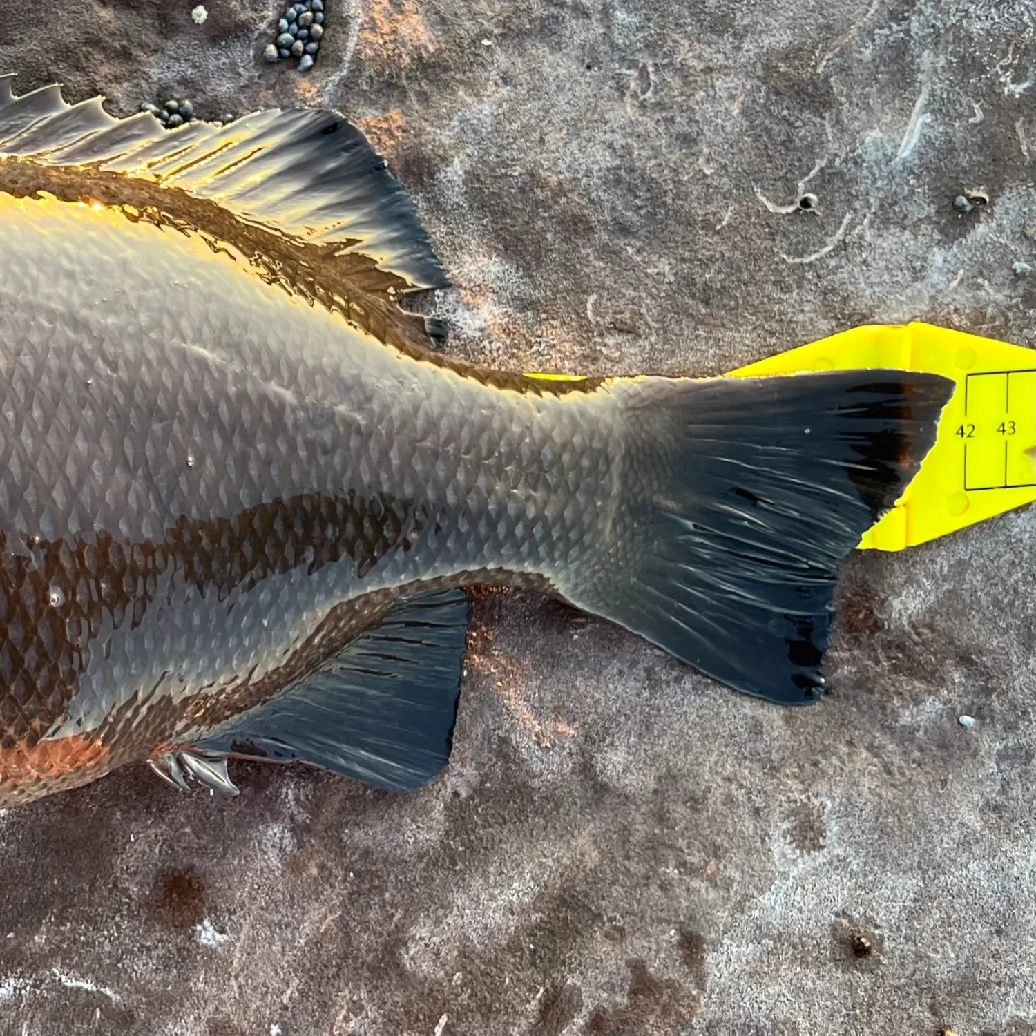 Black drummer caught on Fishbrain
