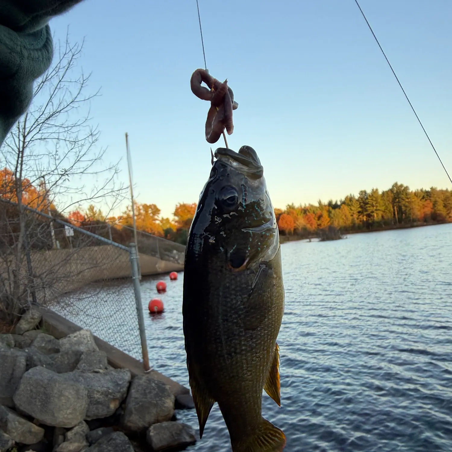Green sunfish caught on Fishbrain