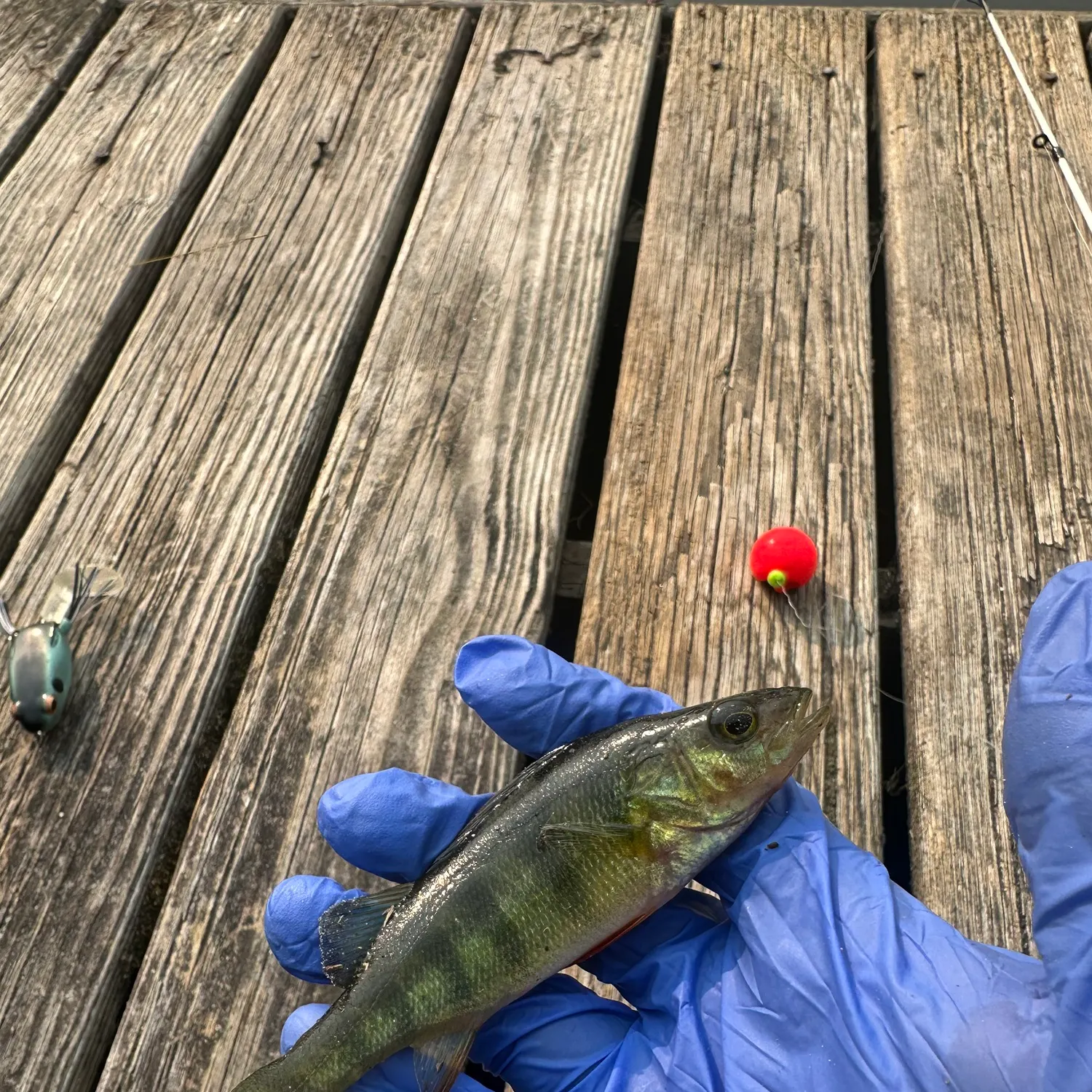 Yellow perch caught on Fishbrain