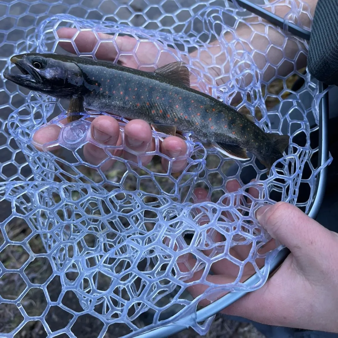 Bull trout caught on Fishbrain