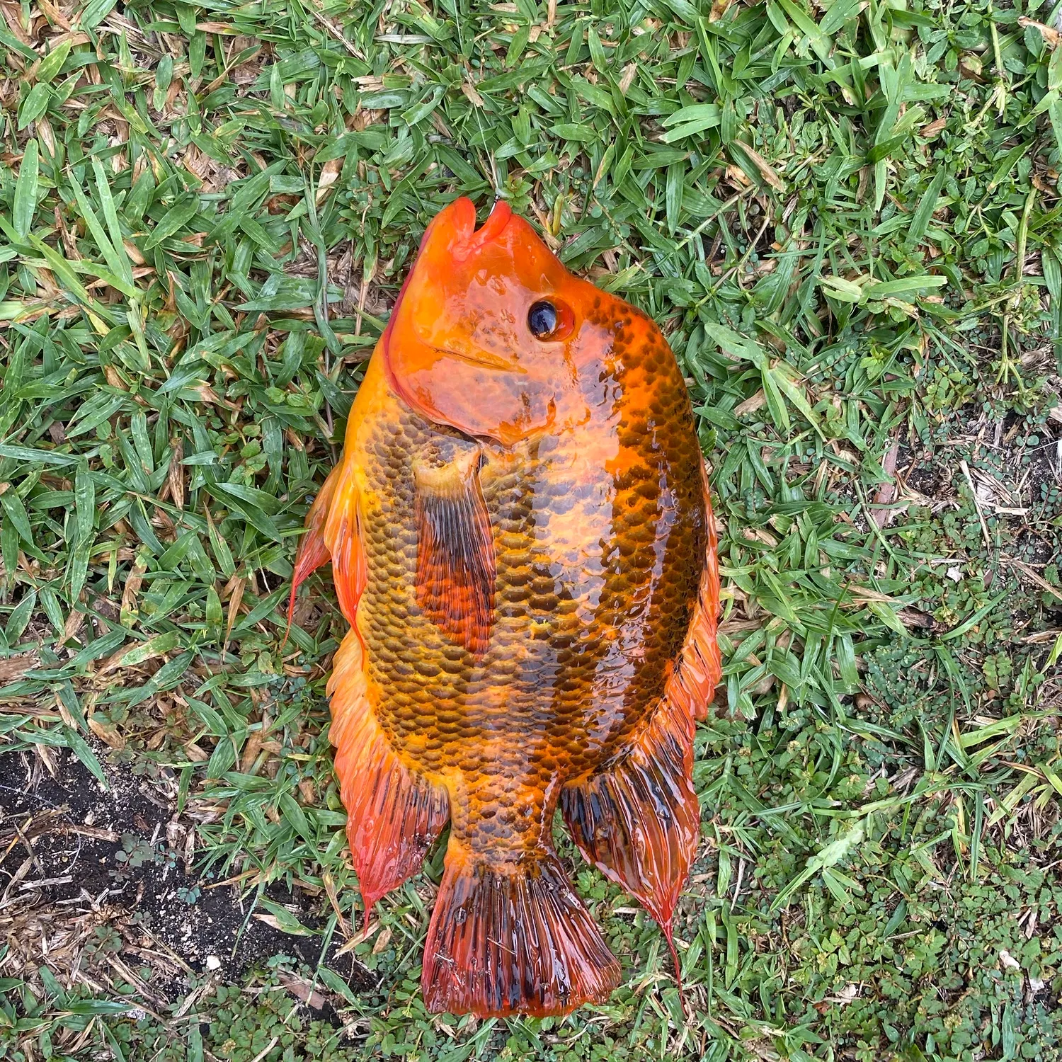 The most recent Midas cichlid catches on Fishbrain
