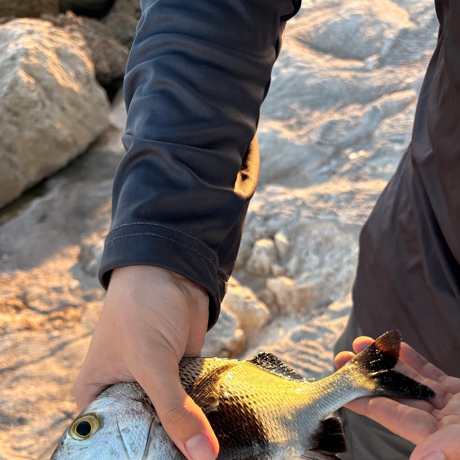 The most recent Black margate catches on Fishbrain