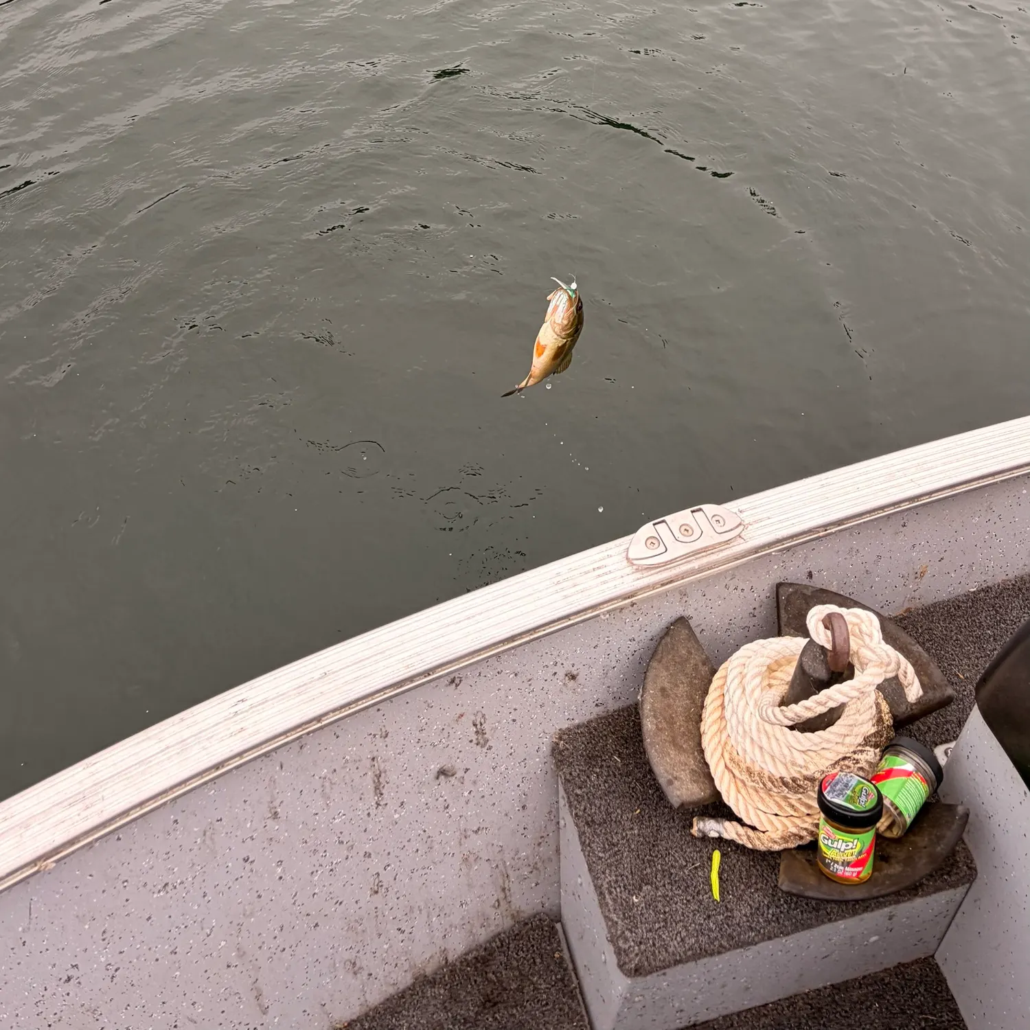 Fish caught on Fishbrain