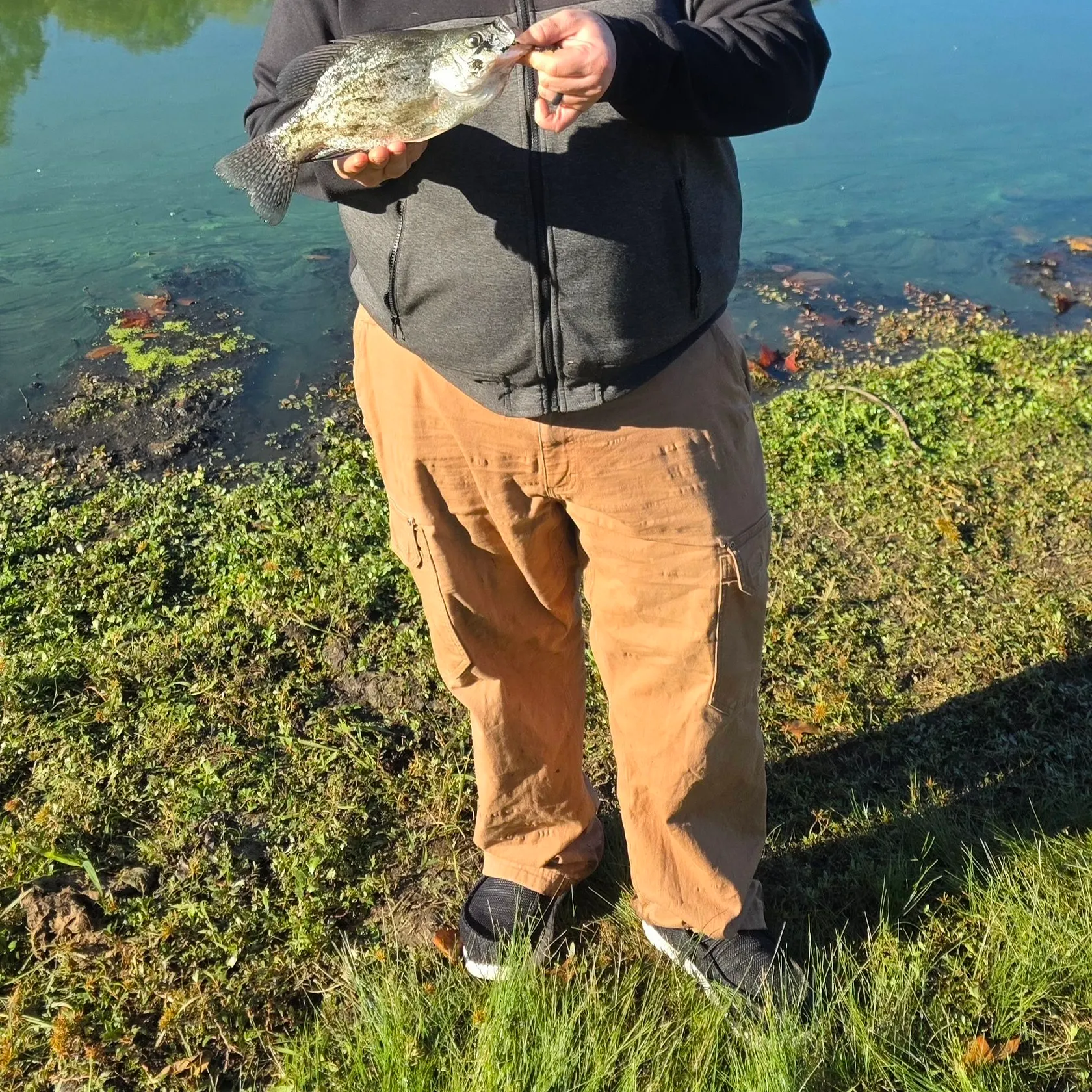 Black crappie caught on Fishbrain
