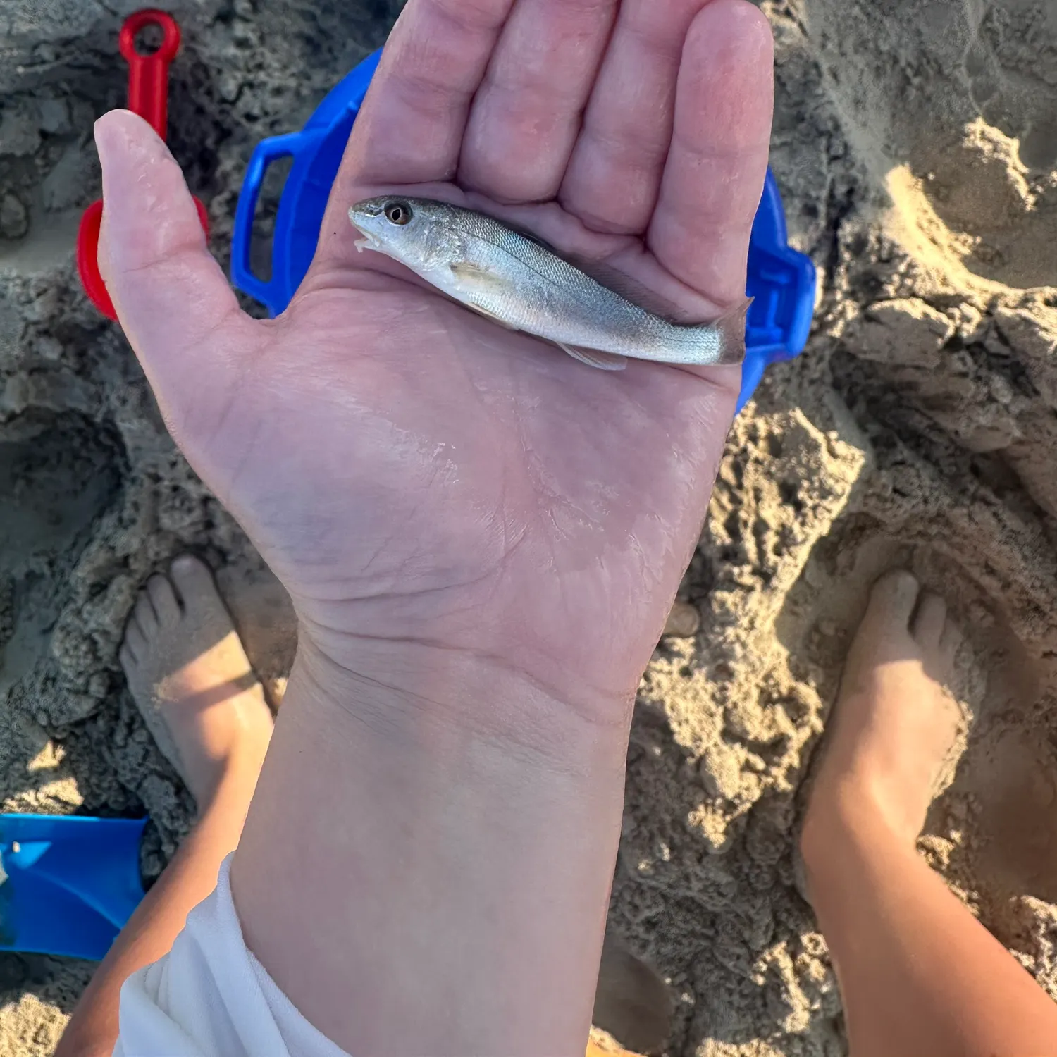 Gray weakfish caught on Fishbrain