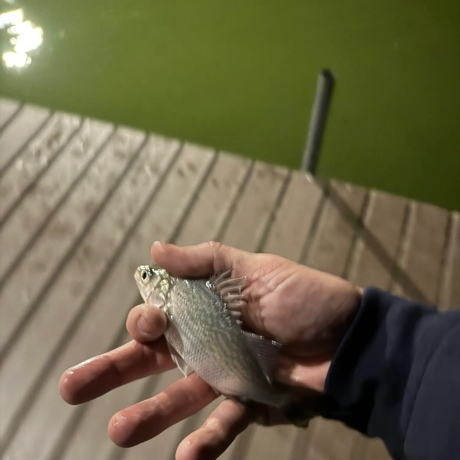 The most recent White perch catches on Fishbrain