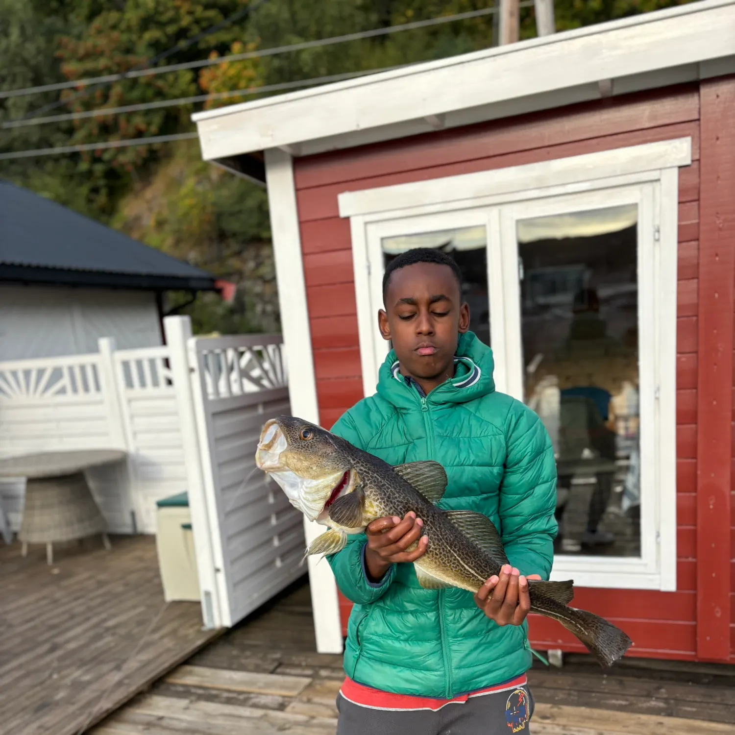 Atlantic cod caught on Fishbrain