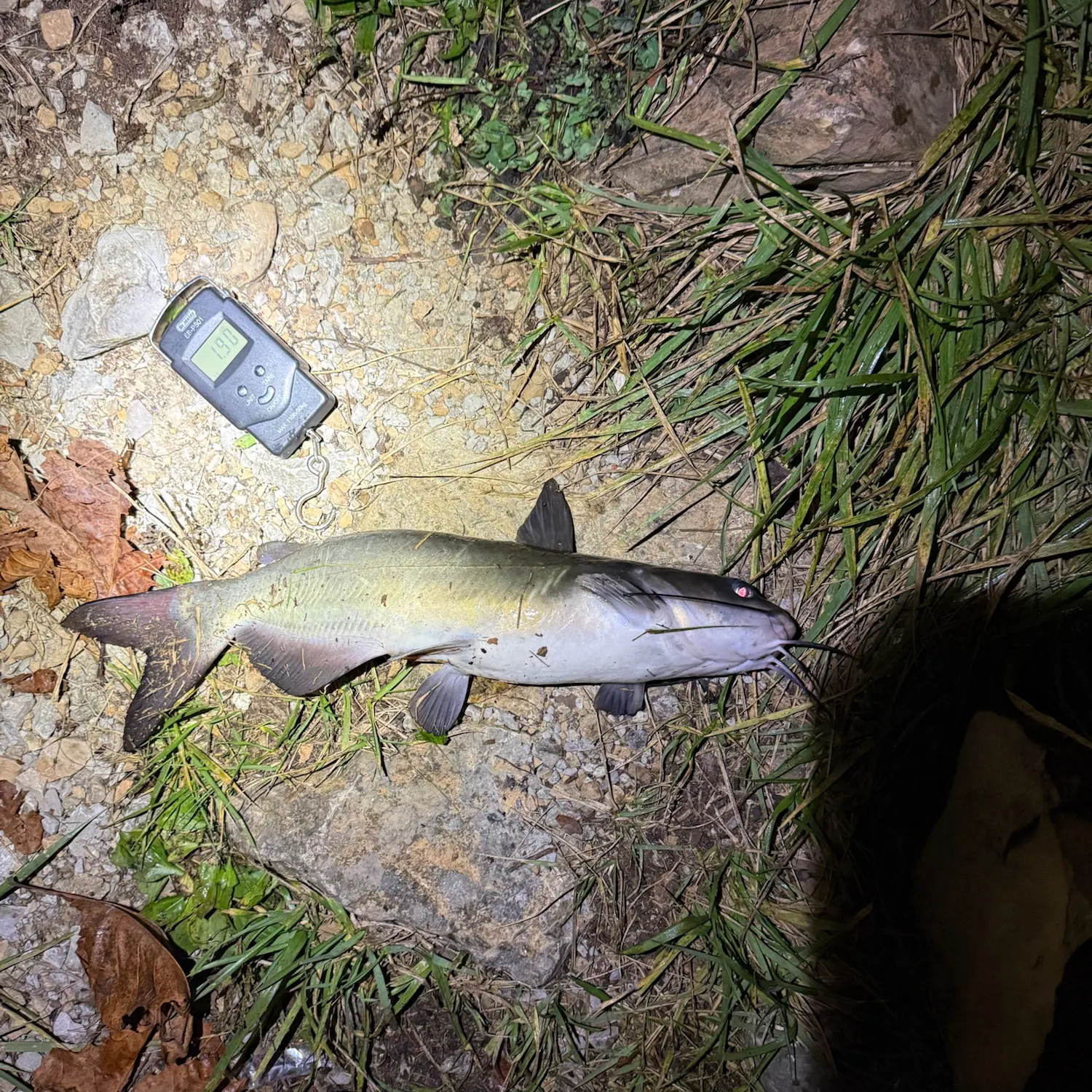 Channel catfish caught on Fishbrain