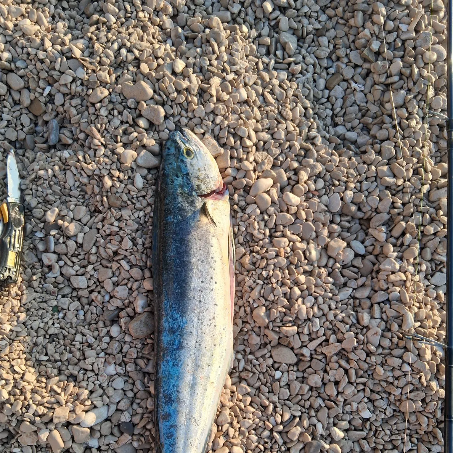 Common dolphinfish caught on Fishbrain