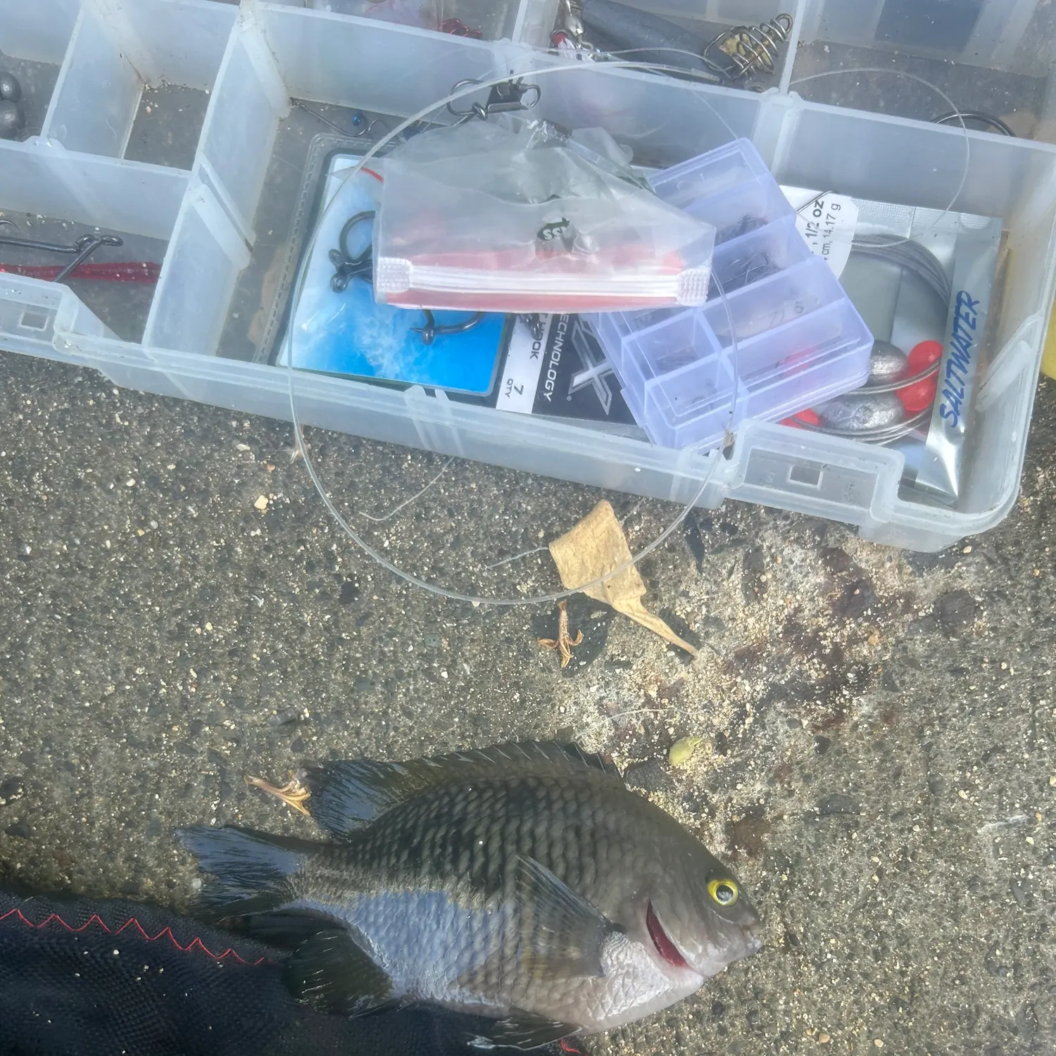 recently logged catches