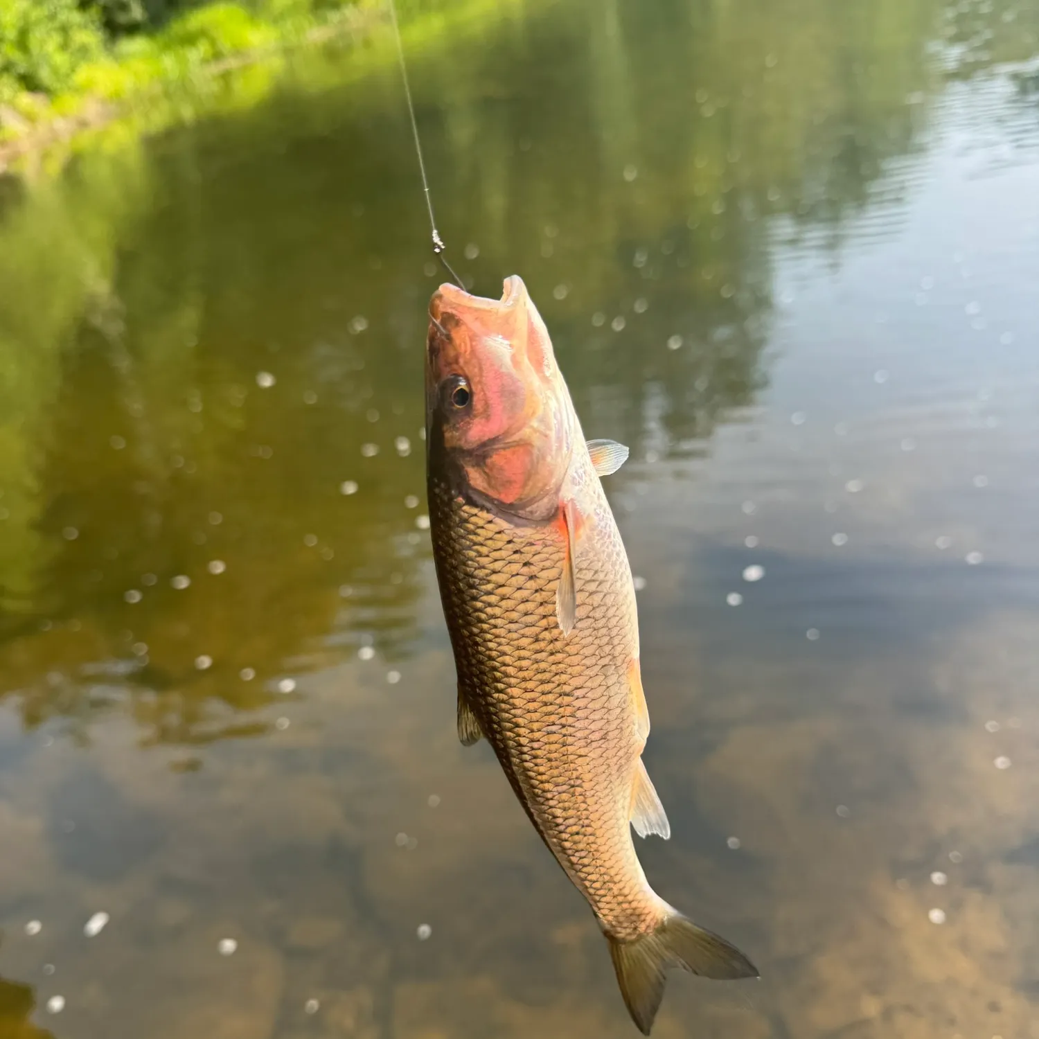 The most recent Fallfish catches on Fishbrain