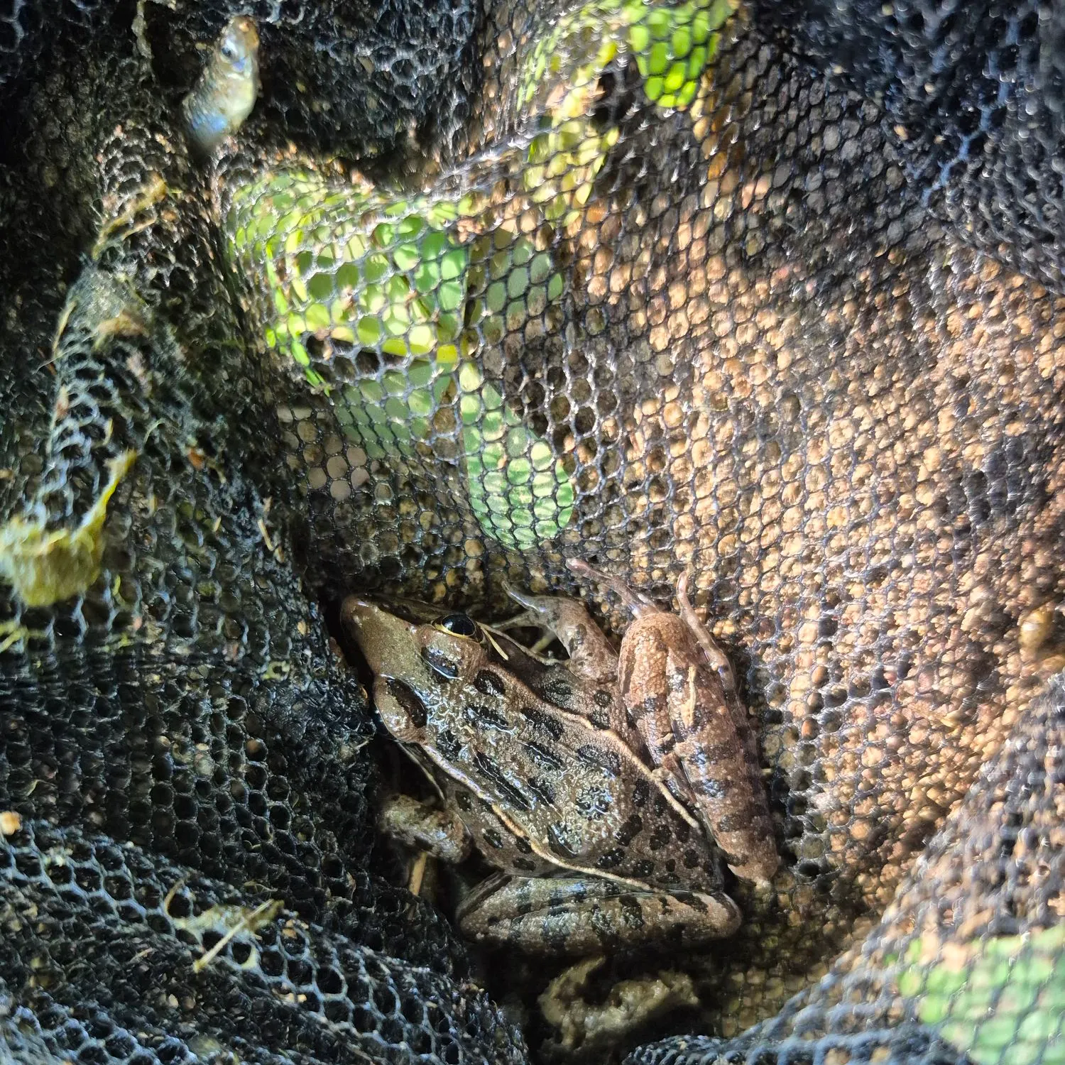 The most recent Plains leopard frog catches on Fishbrain