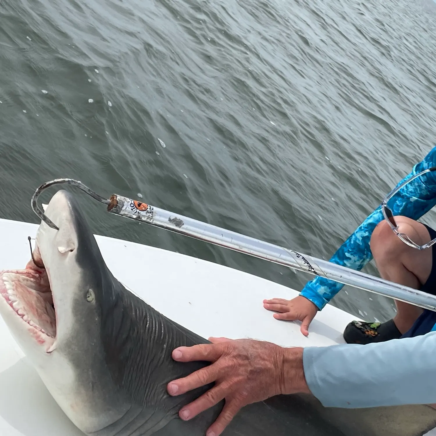 The most recent Lemon shark catches on Fishbrain