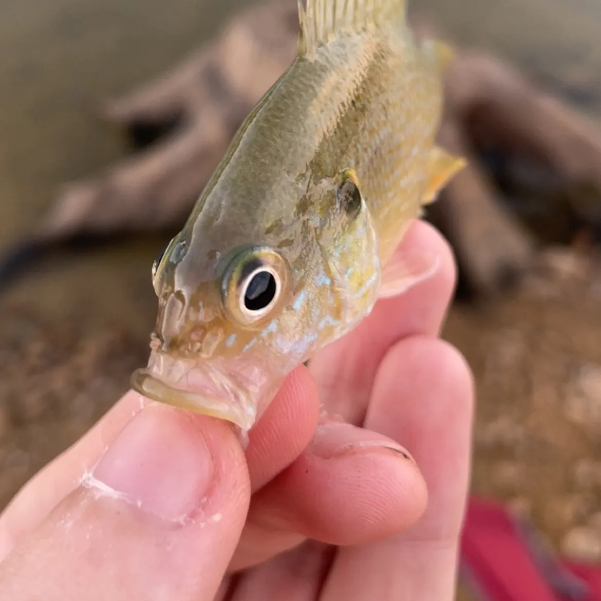 Green sunfish caught on Fishbrain