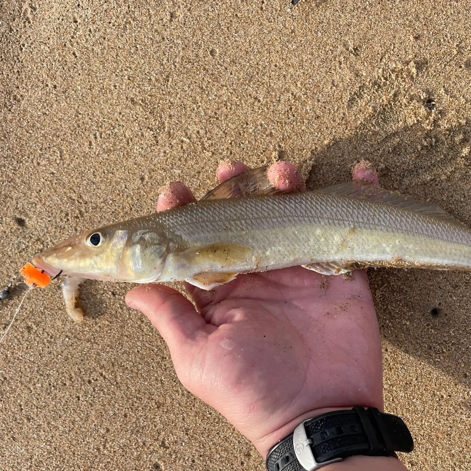 The most recent Silver sillago catches on Fishbrain