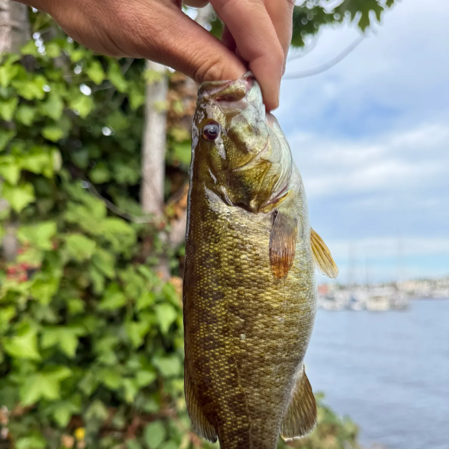 catch