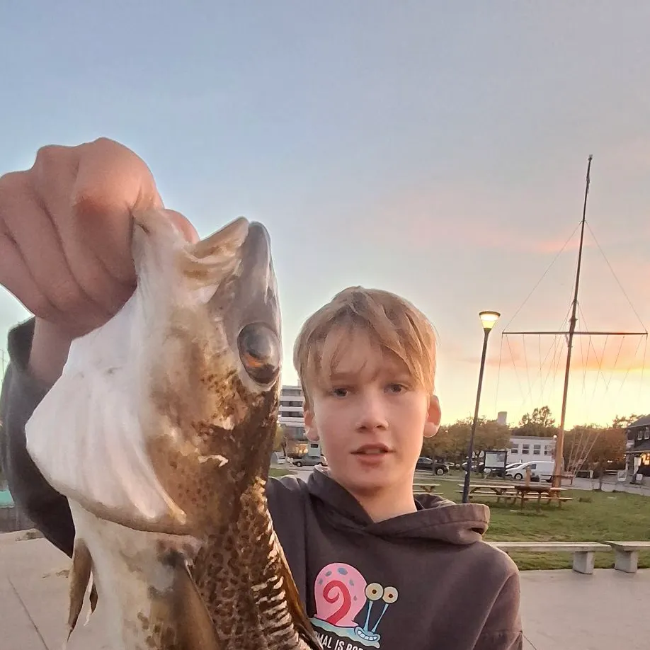 Atlantic cod caught on Fishbrain