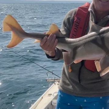Port Jackson shark caught on Fishbrain