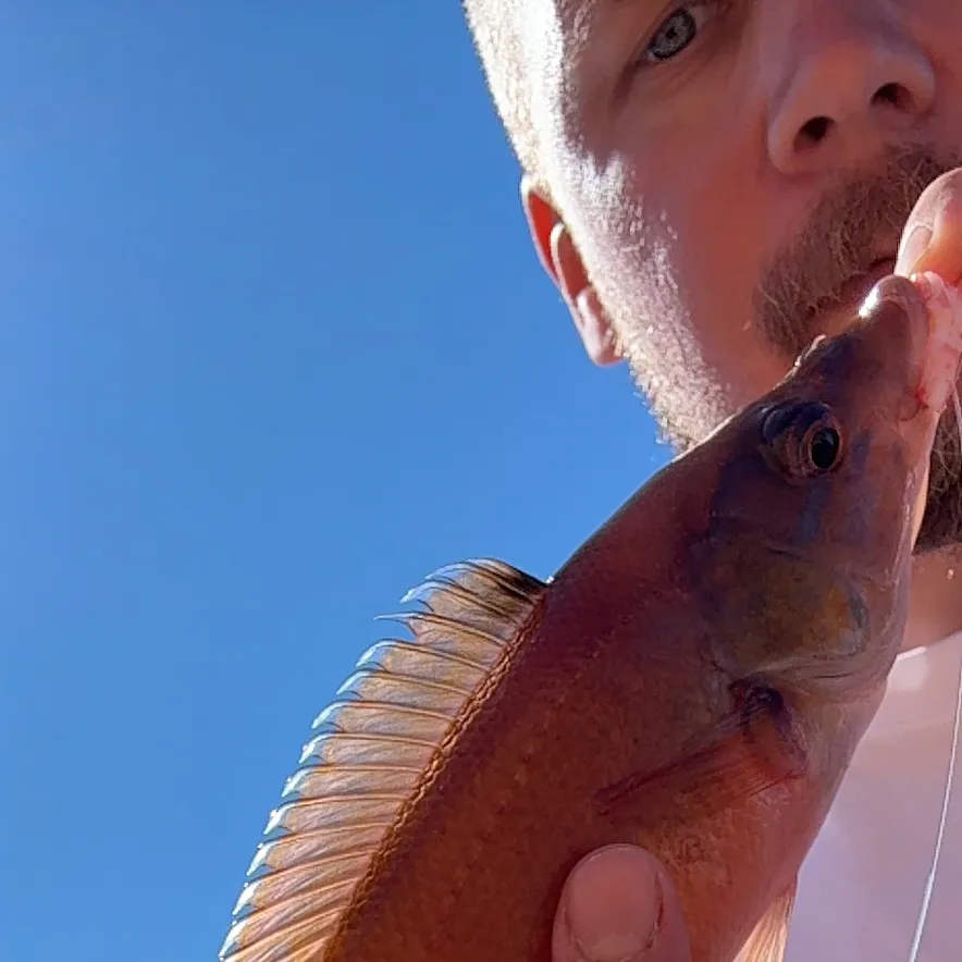 Cuckoo wrasse caught on Fishbrain