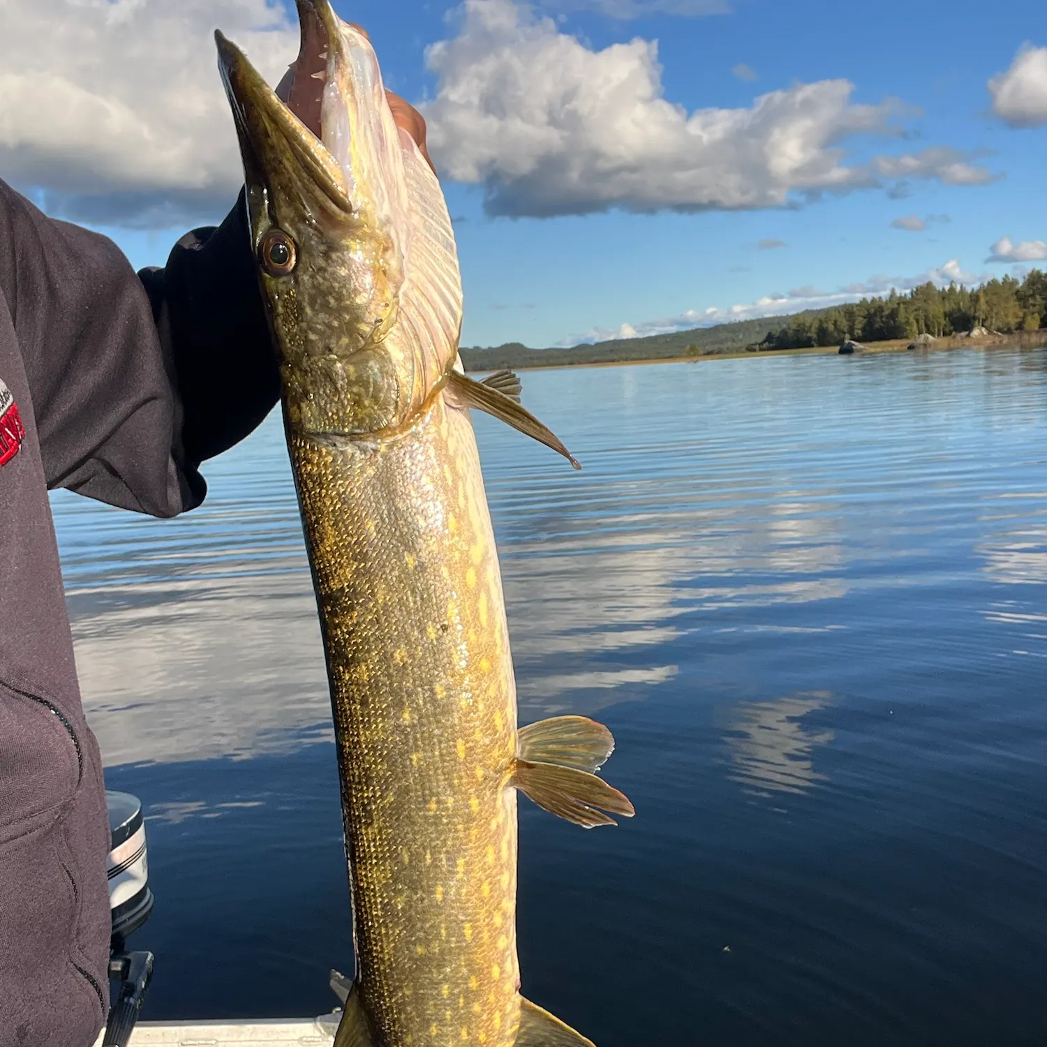Northern pike caught on Fishbrain