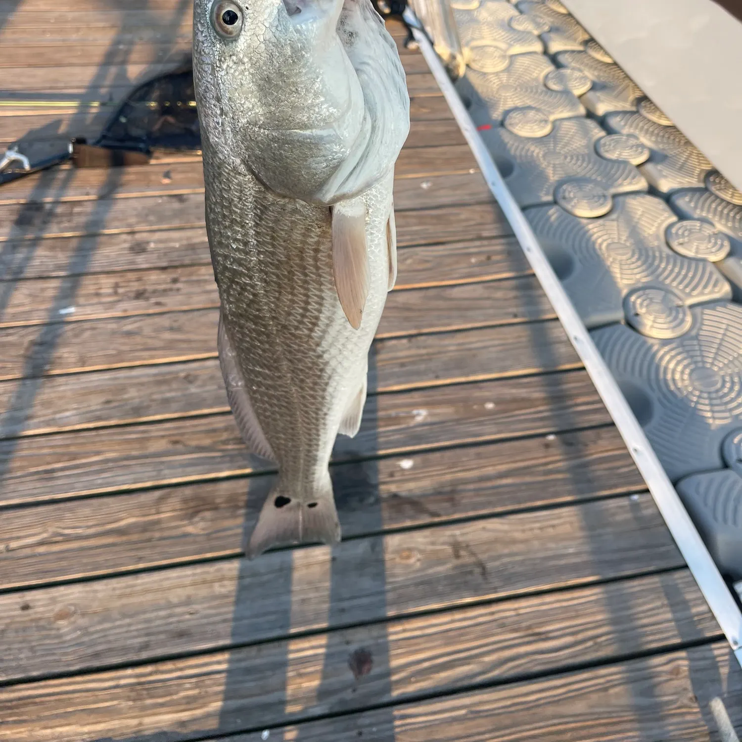 Red drum caught on Fishbrain