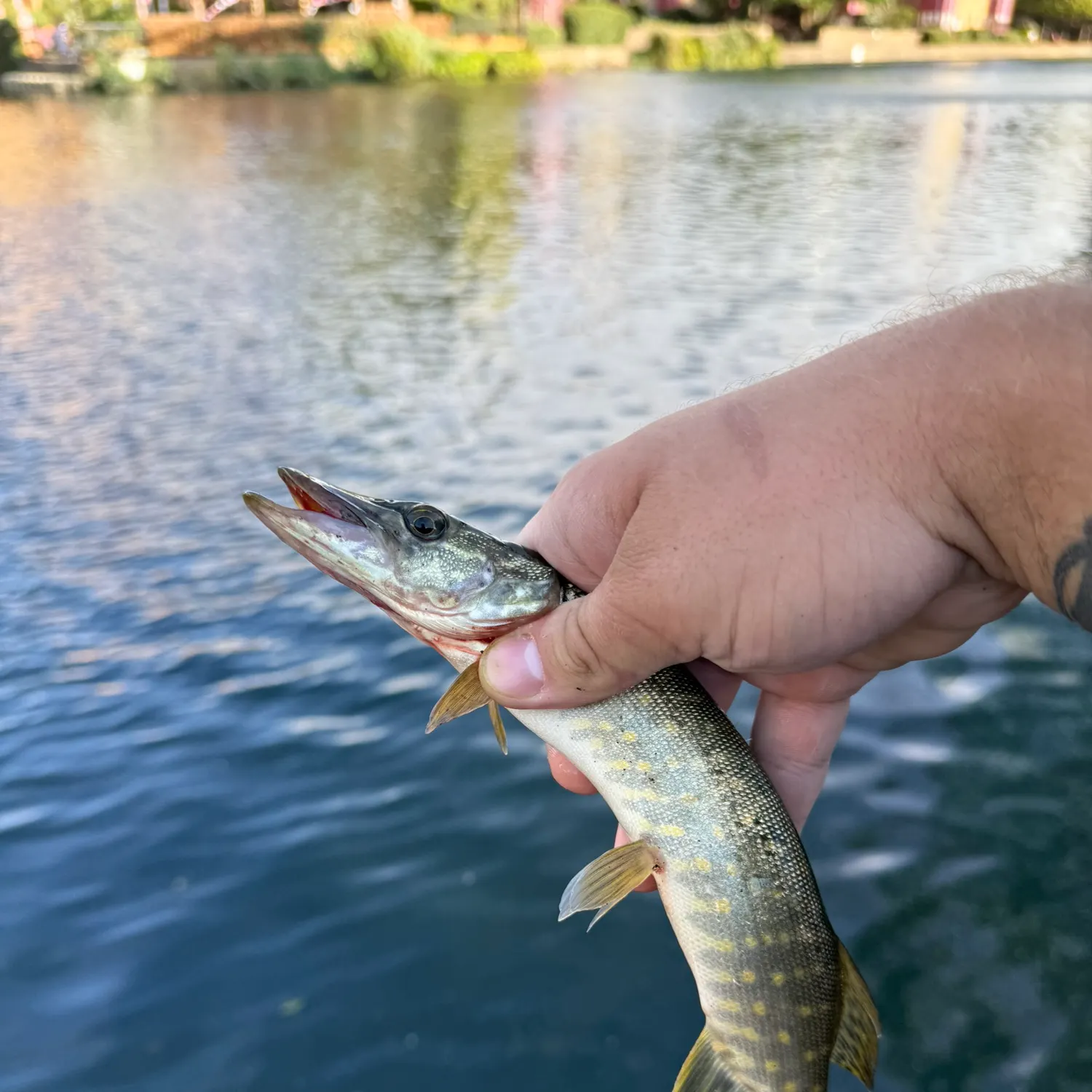Northern pike caught on Fishbrain