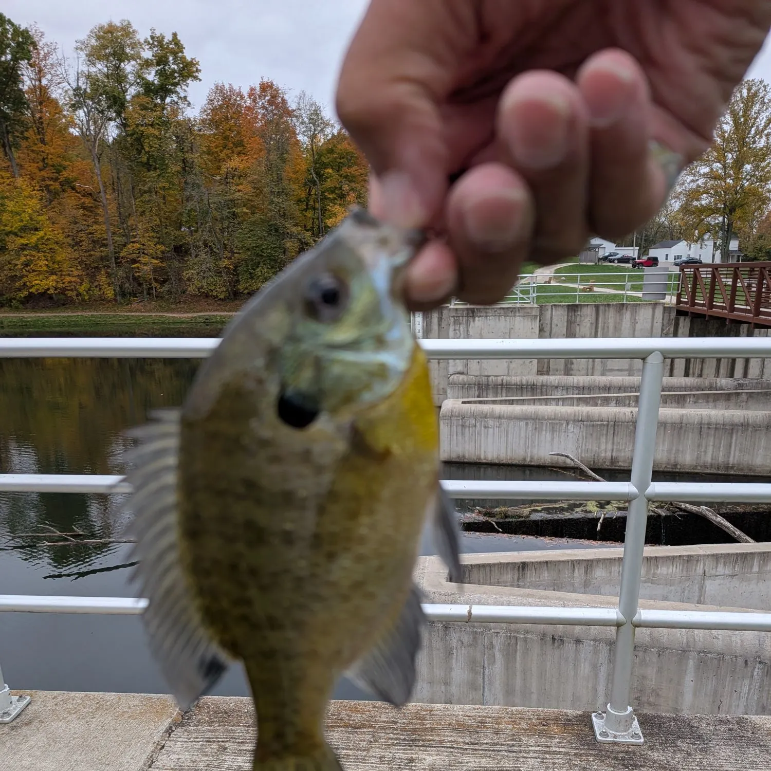 Bluegill caught on Fishbrain