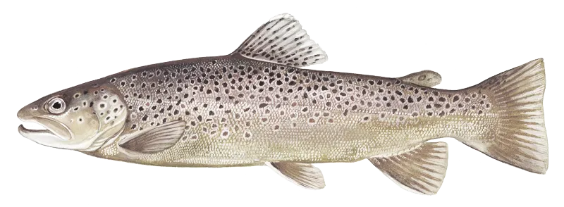 Sea trout