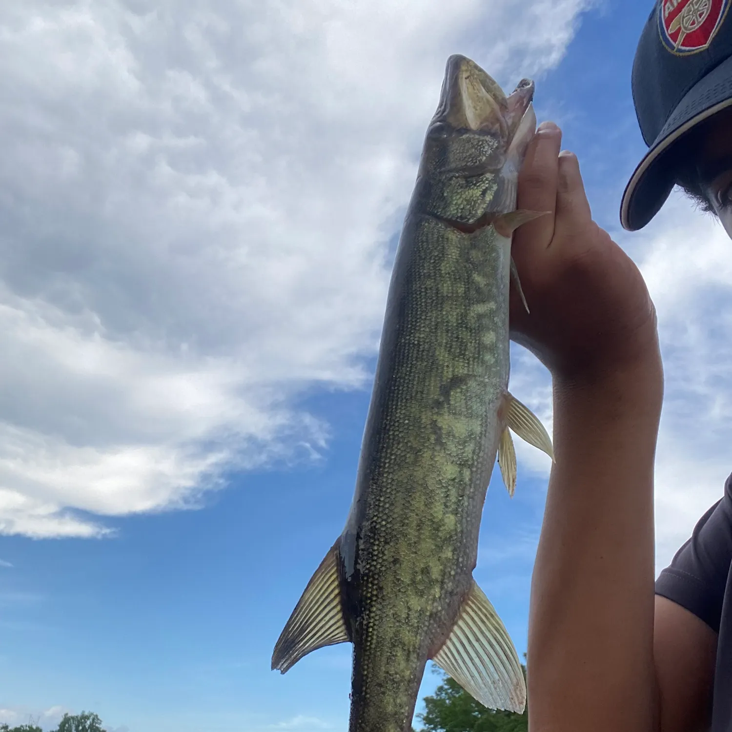 Chain pickerel caught on Fishbrain