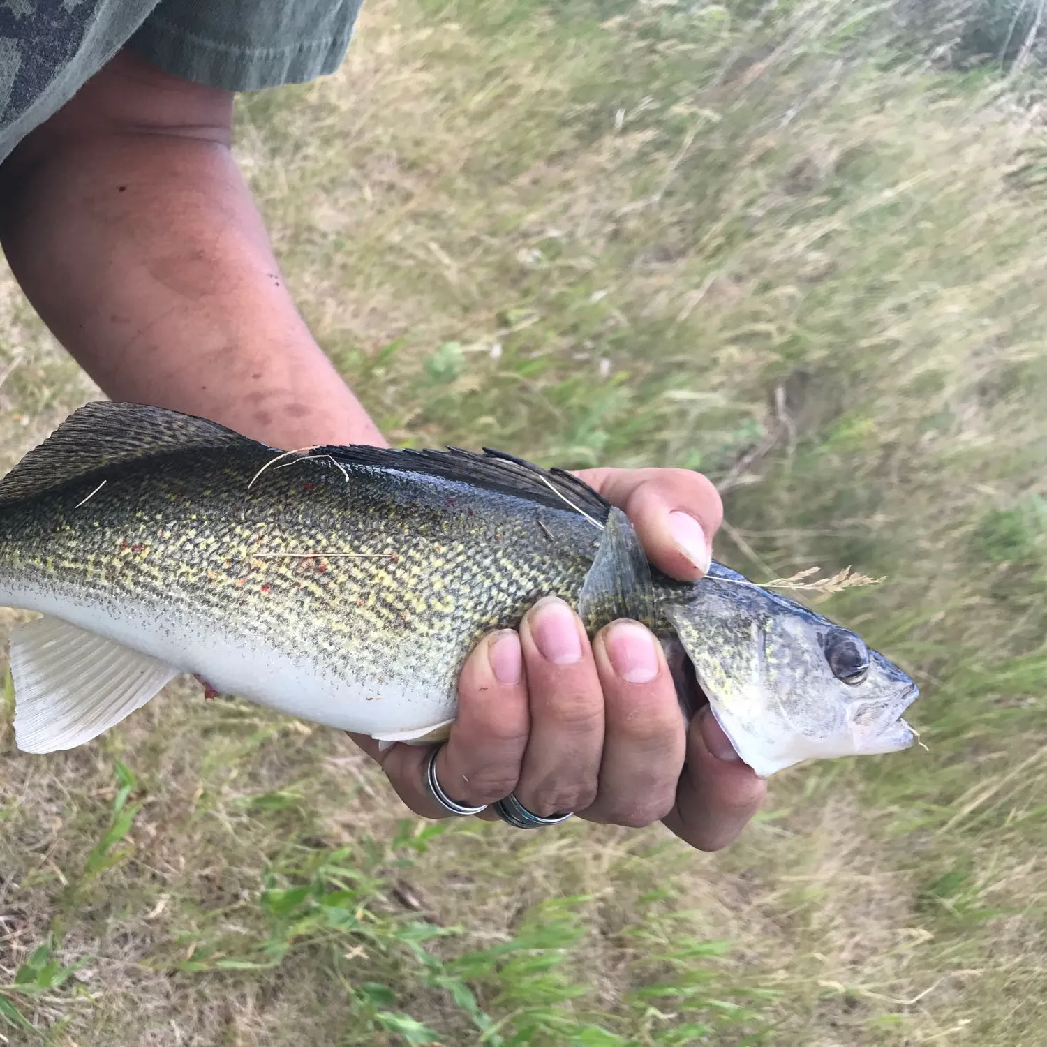 Walleye caught on Fishbrain