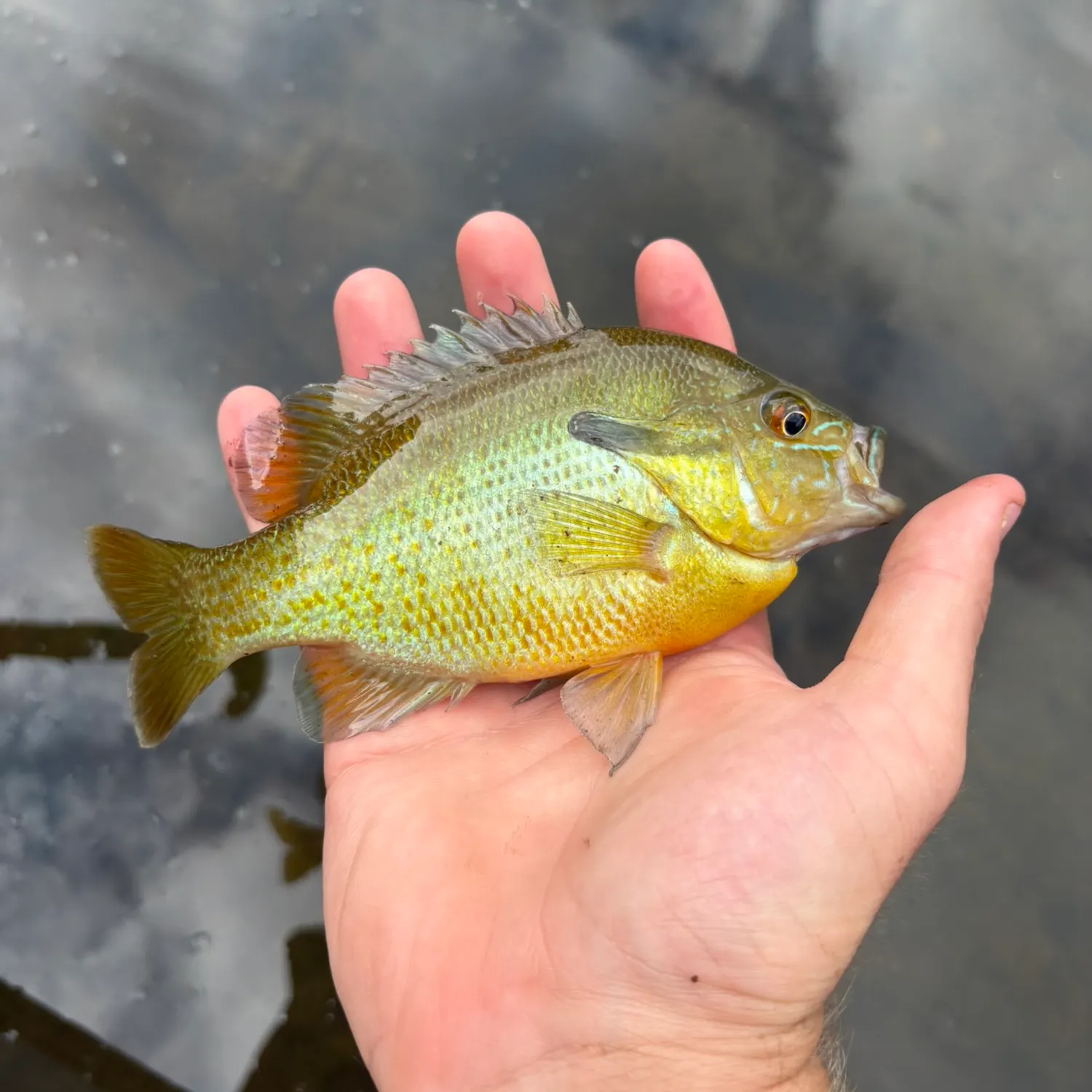 Bluegill caught on Fishbrain