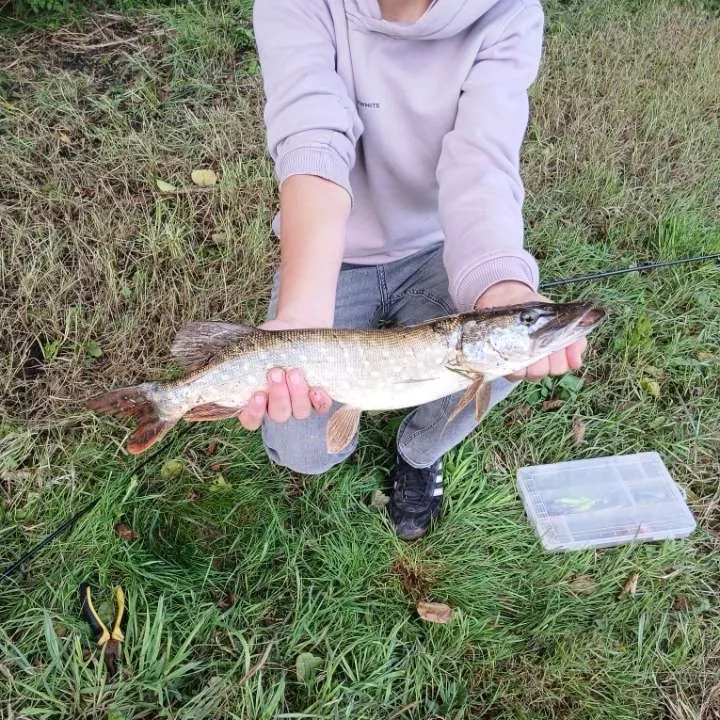 Northern pike caught on Fishbrain
