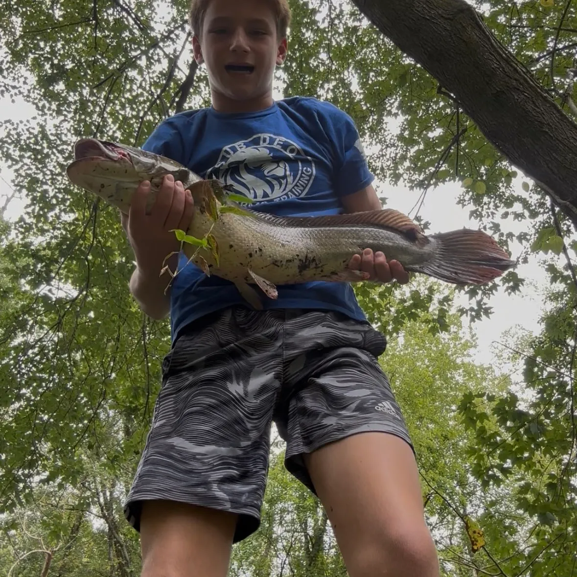 Ruddy bowfin caught on Fishbrain
