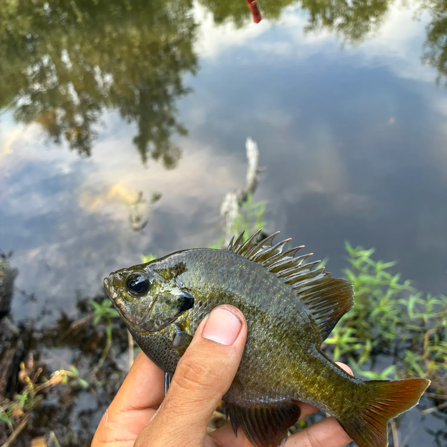 Bluegill caught on Fishbrain
