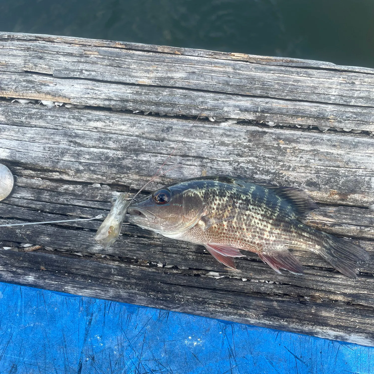 The most recent Mangrove snapper catches on Fishbrain