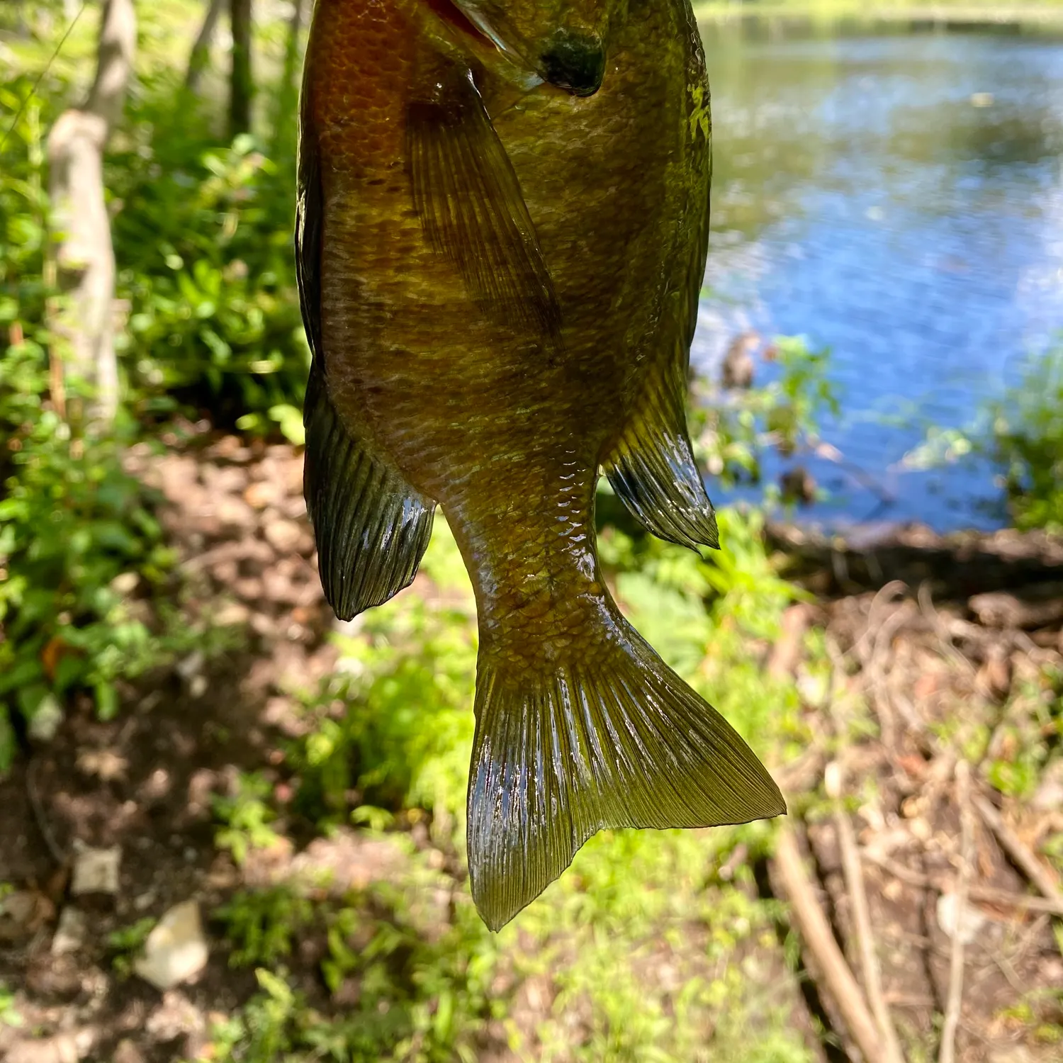 Bluegill caught on Fishbrain
