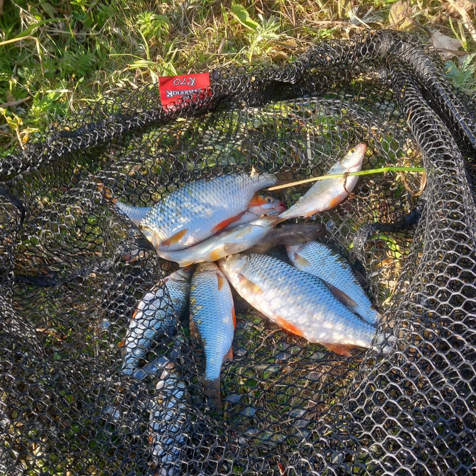 The most recent Common roach catches on Fishbrain